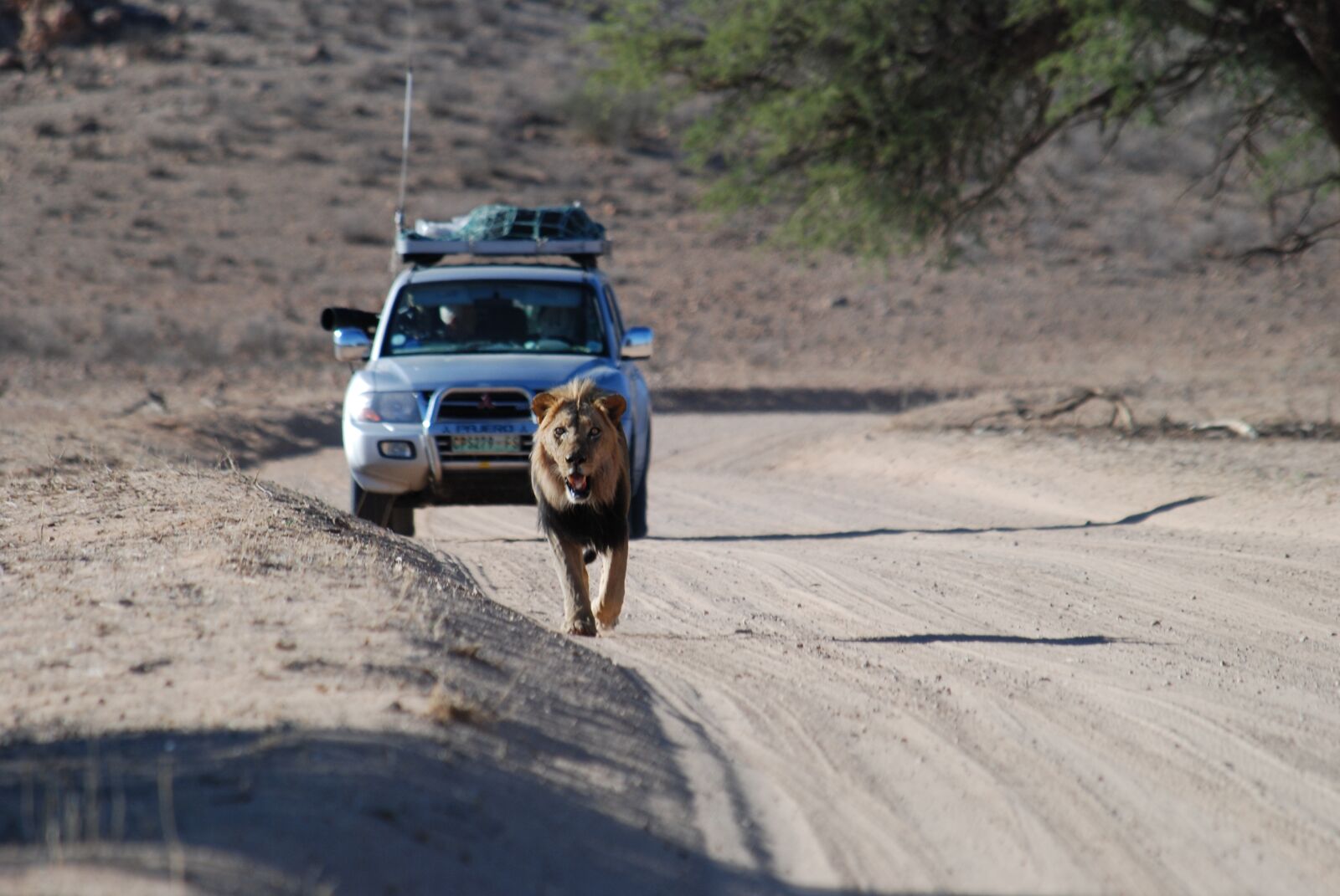 Nikon D80 sample photo. Lion, predator, male photography
