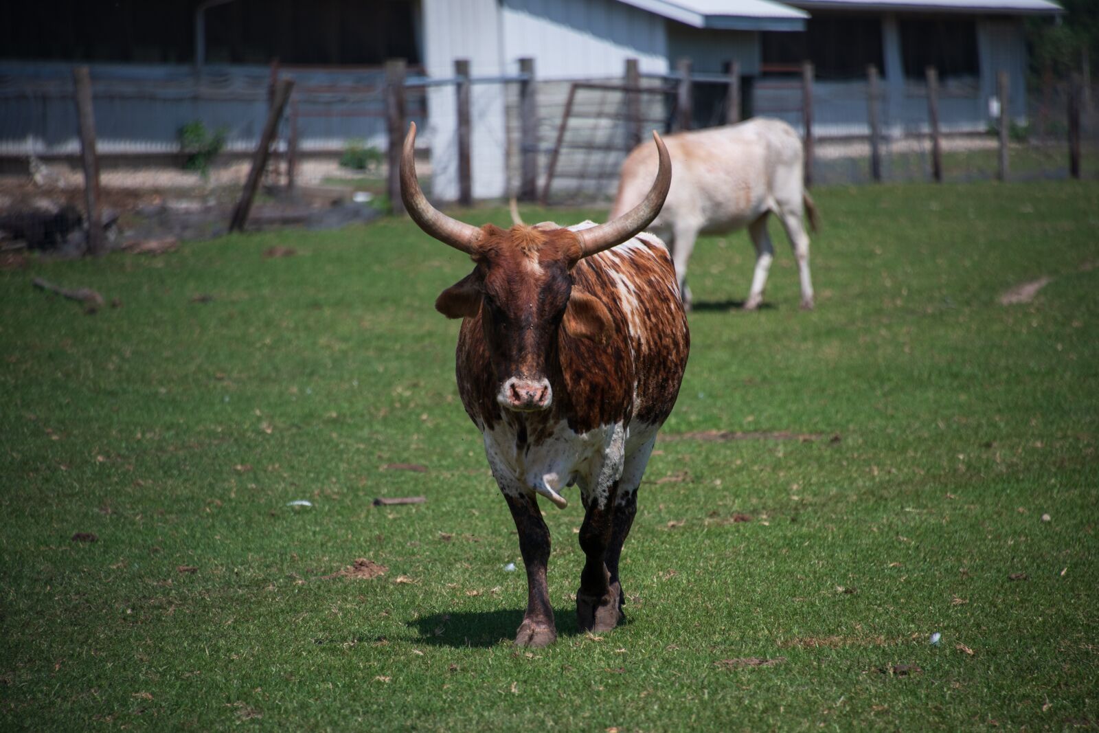 Nikon D850 sample photo. Cow, zoo, horns photography