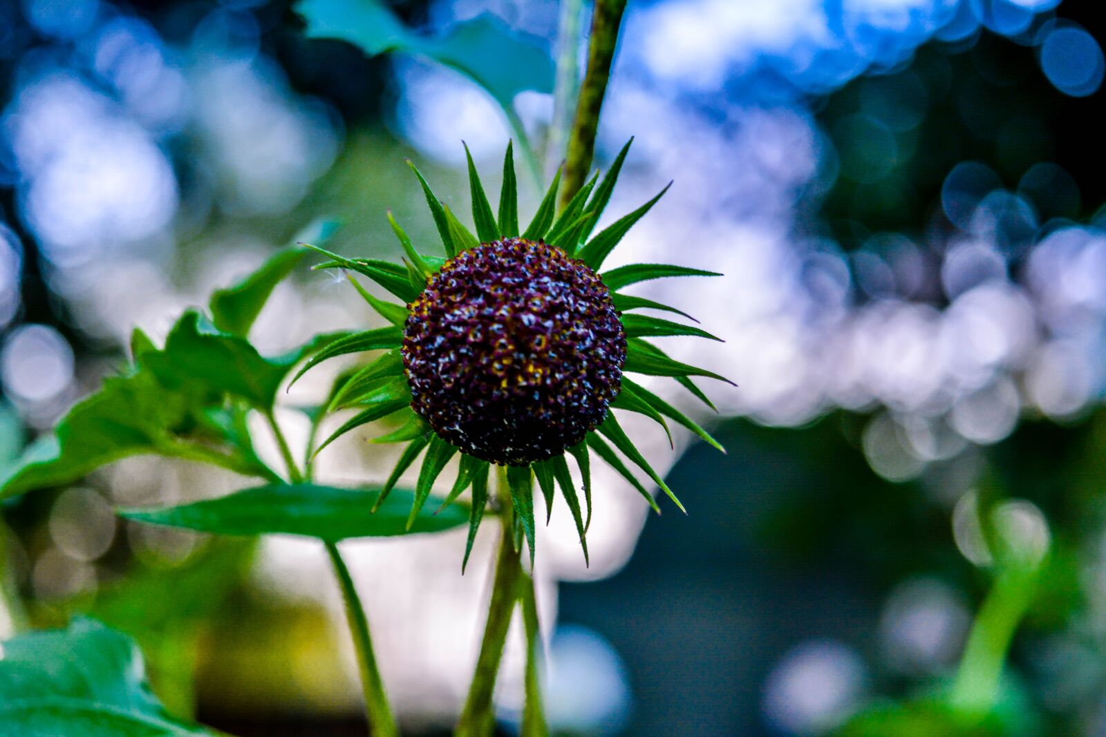 Nikon D5200 sample photo. Flower, garden, nature photography