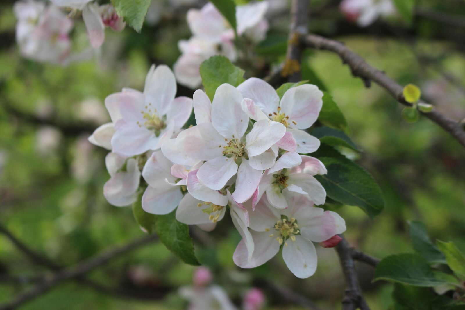 Canon EOS 700D (EOS Rebel T5i / EOS Kiss X7i) sample photo. Apple blossom, garden, tree photography
