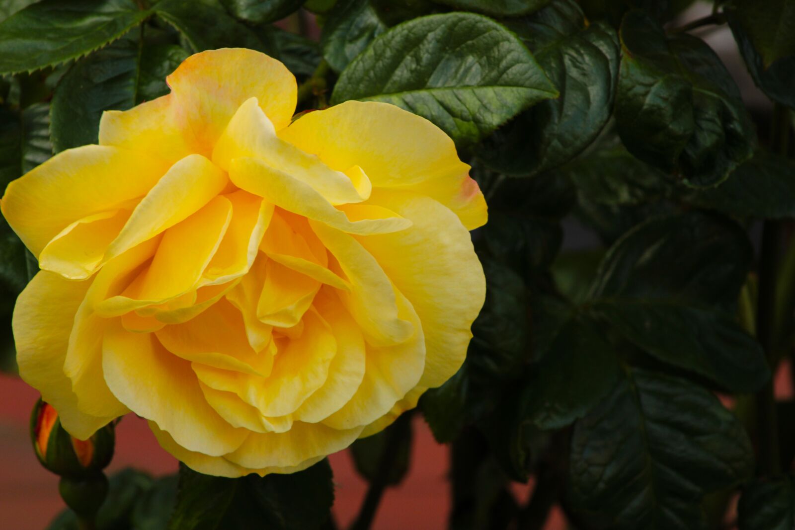 Canon EOS 2000D (EOS Rebel T7 / EOS Kiss X90 / EOS 1500D) sample photo. Yellow rose, rose, feeling photography