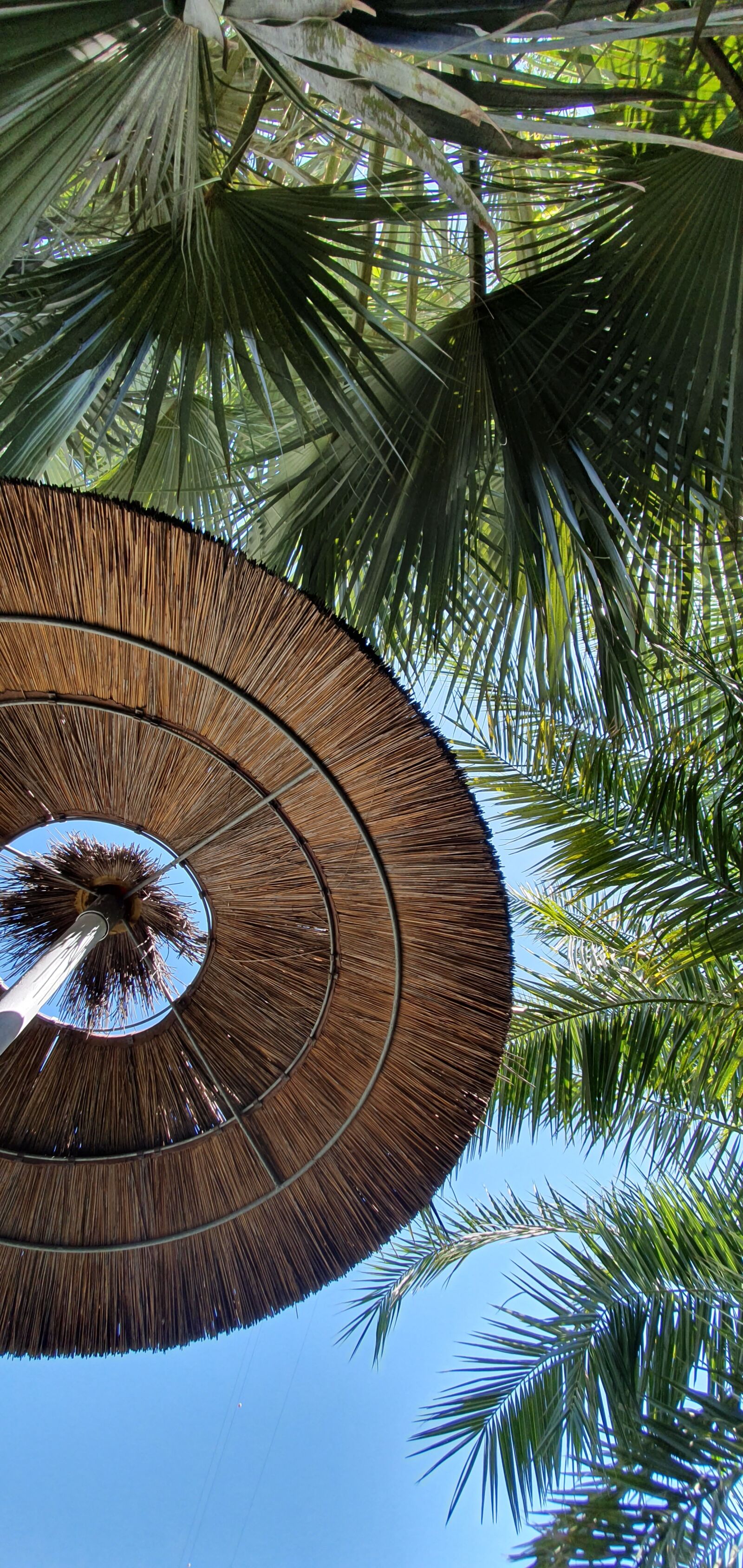 Samsung Galaxy S10e sample photo. Palm trees, summer, beach photography