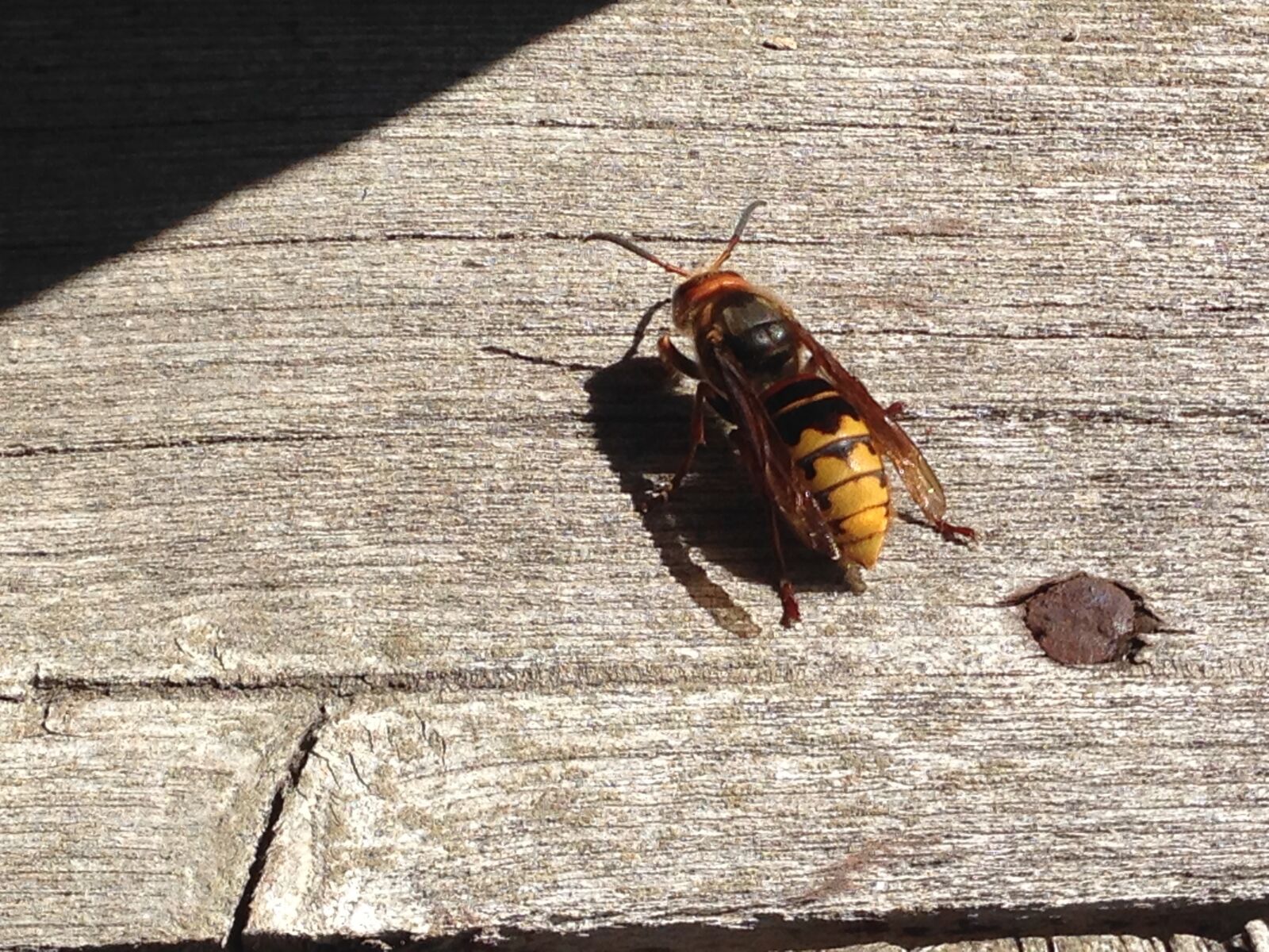iPhone 5 back camera 4.12mm f/2.4 sample photo. Hornet, insect, yellow photography