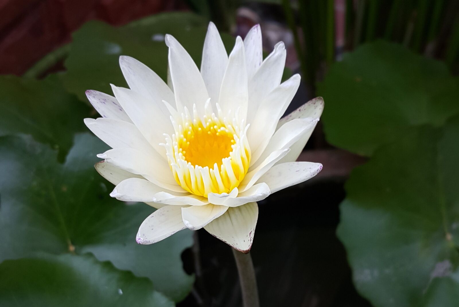 Samsung Galaxy Note4 sample photo. White lotus, white water photography