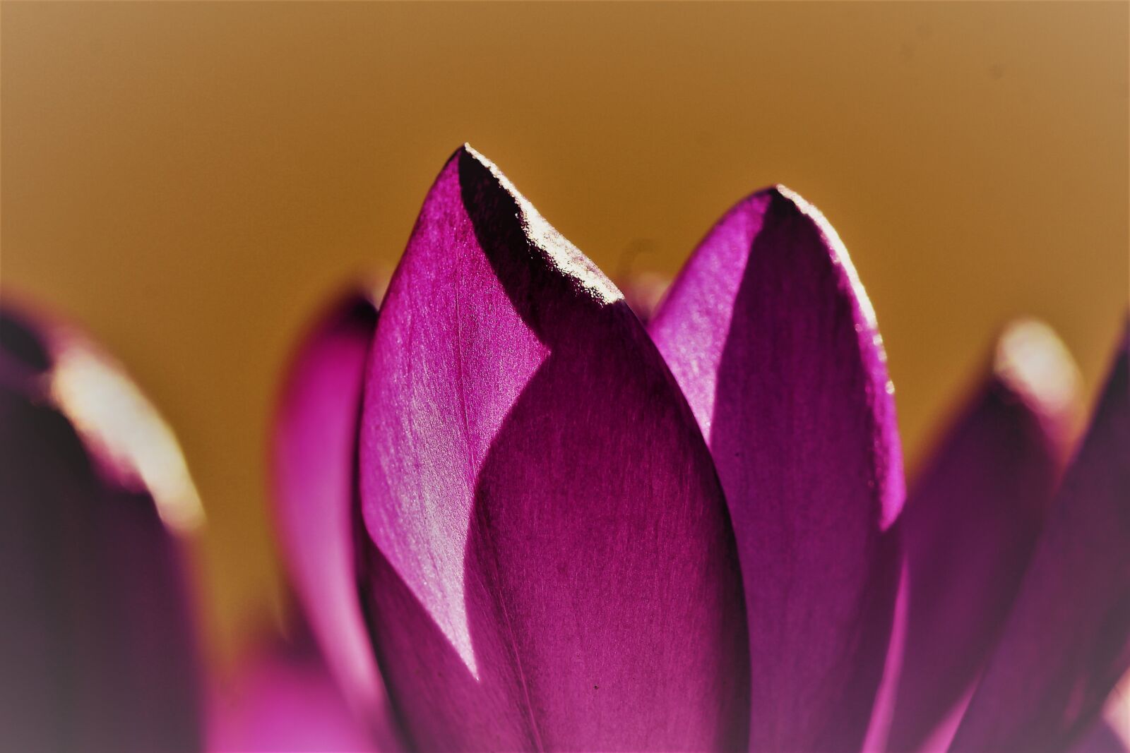 Canon EOS 1200D (EOS Rebel T5 / EOS Kiss X70 / EOS Hi) sample photo. Crocus, violet, garden spring photography