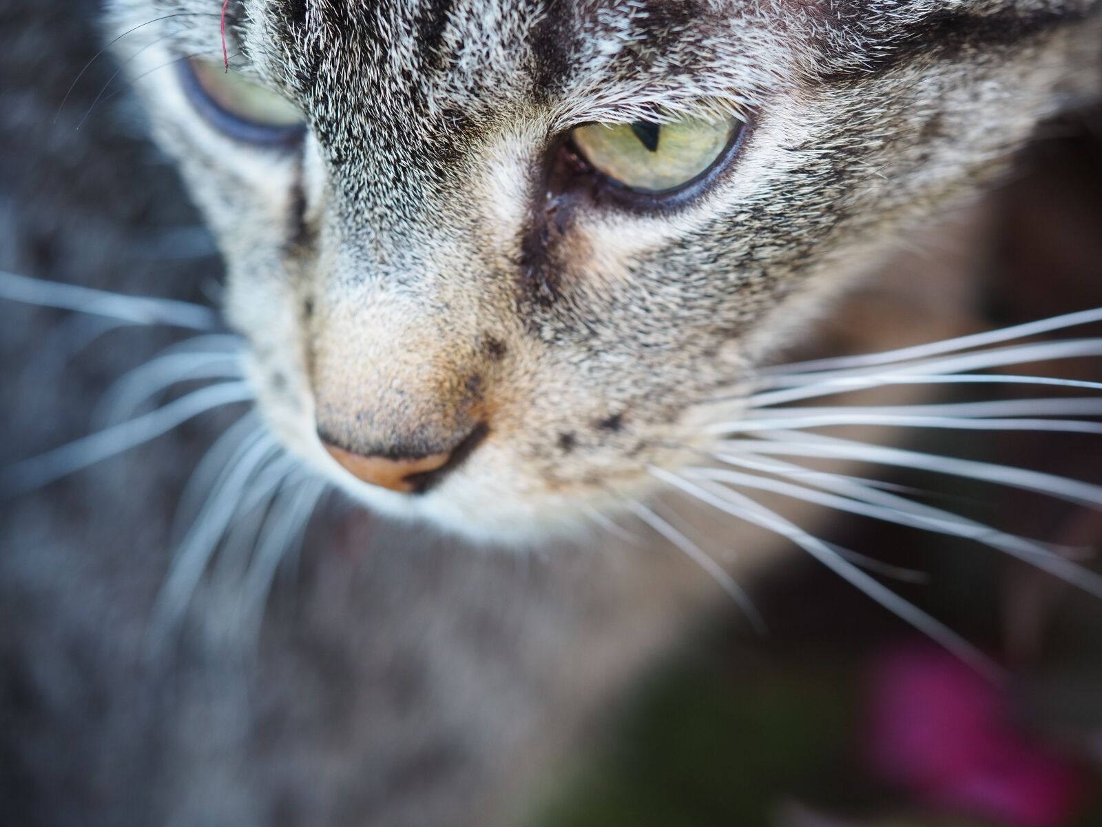 Olympus OM-D E-M10 III sample photo. Cat, animal world, tiger photography