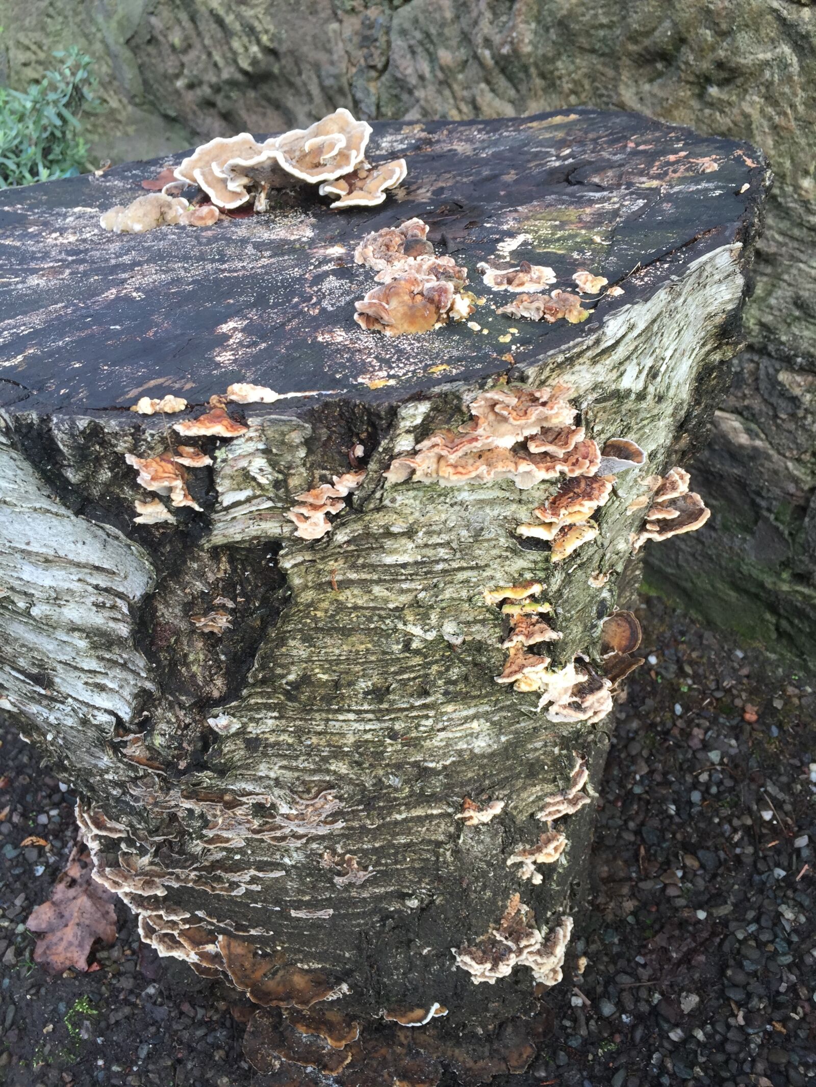 Apple iPhone 6 sample photo. Glasgow photography