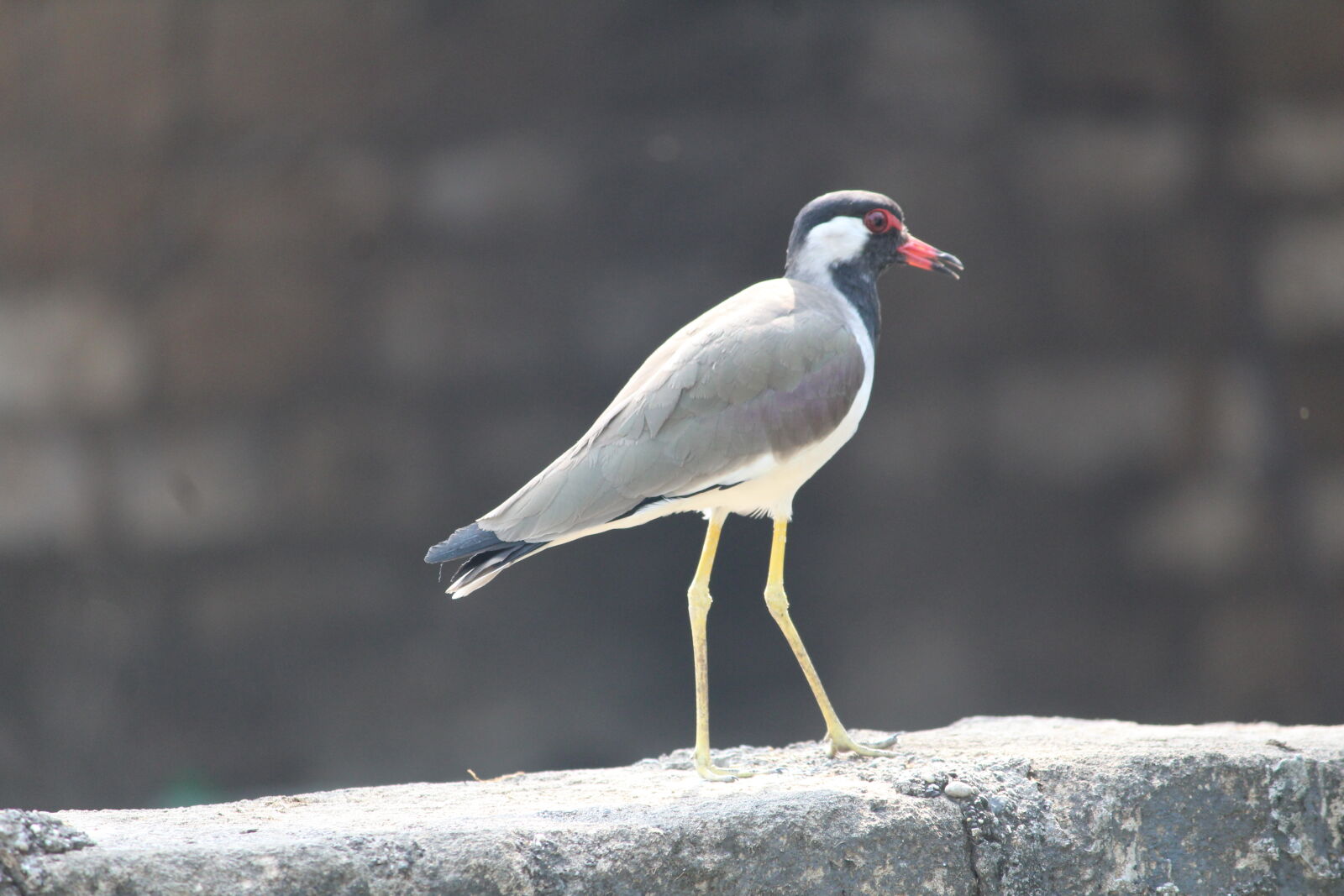 Canon EOS 1200D (EOS Rebel T5 / EOS Kiss X70 / EOS Hi) sample photo. Bird photography