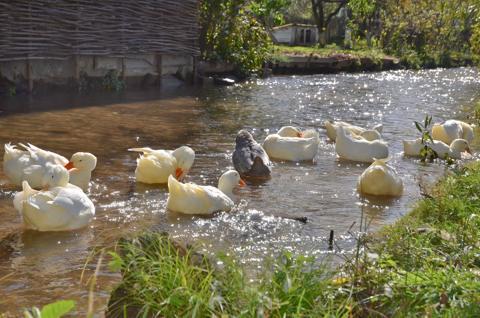 Nikon D7000 sample photo. Ducks, river, animals photography