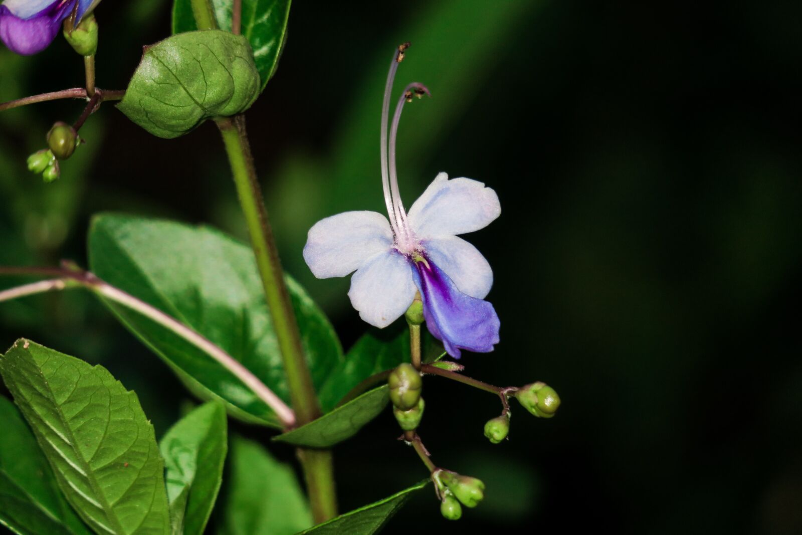 Canon PowerShot G3 X sample photo. Blue butterfly flower, nature photography