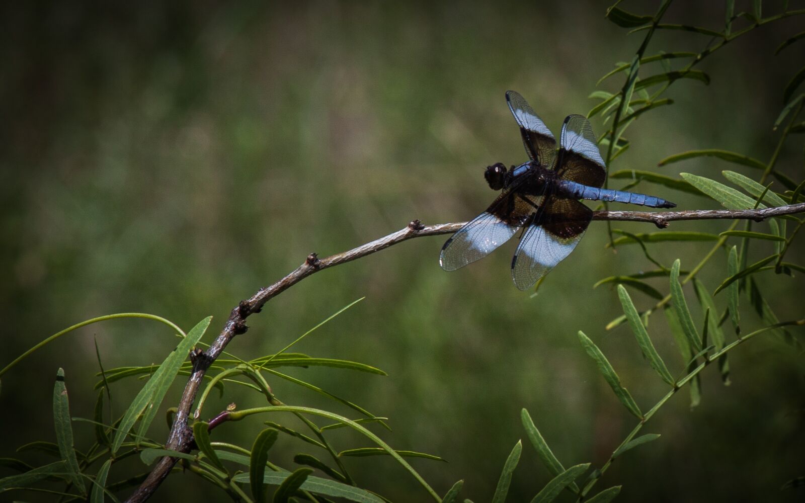 Canon EOS 50D + Canon EF 28-135mm F3.5-5.6 IS USM sample photo. Dragonfly, insect, nature photography