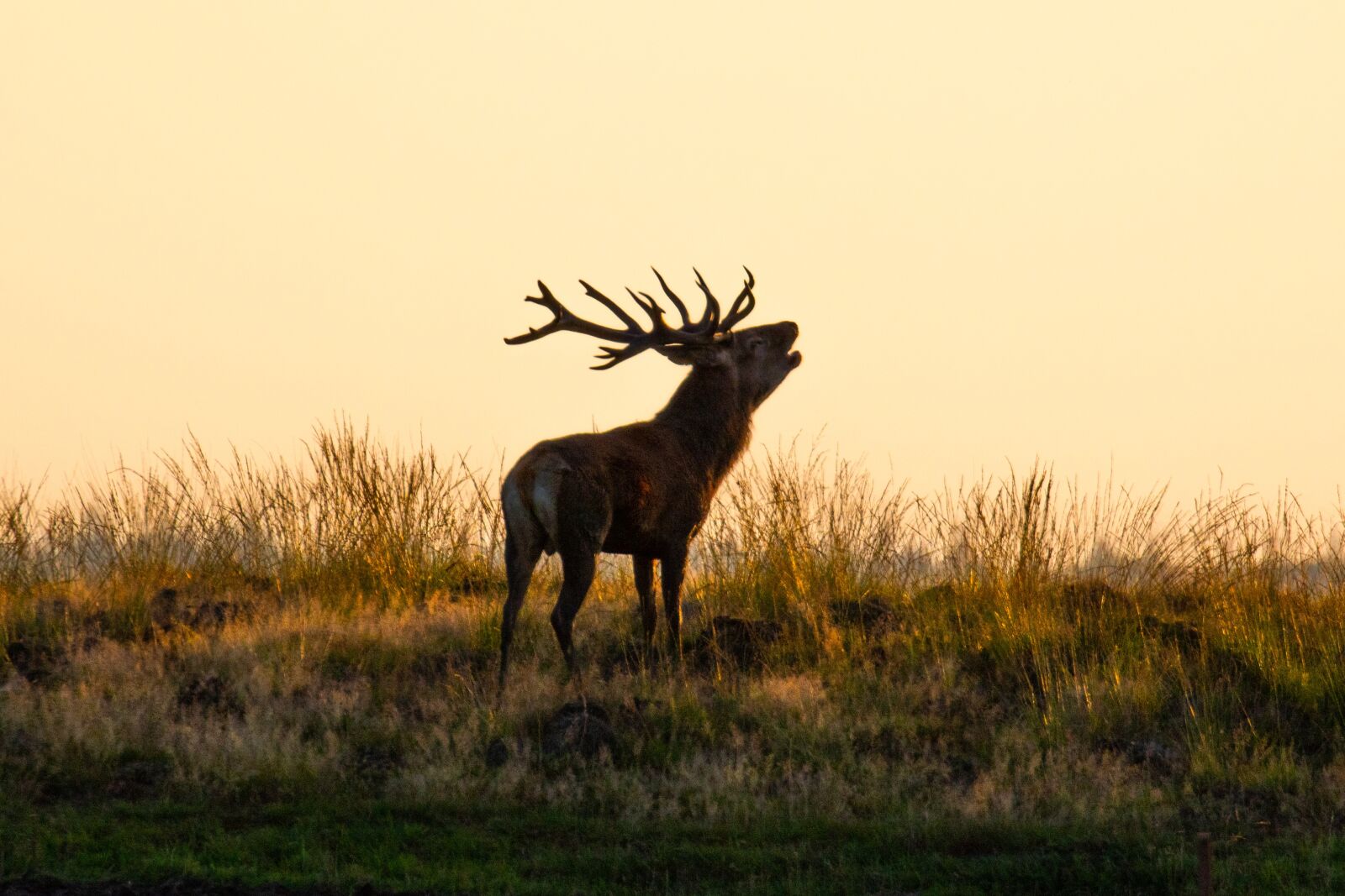 Canon EOS 7D Mark II sample photo. Red deer, deer, animal photography