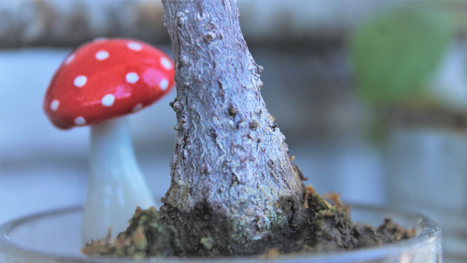 Canon EOS 1100D (EOS Rebel T3 / EOS Kiss X50) sample photo. Hongo, bonsai, alamo photography