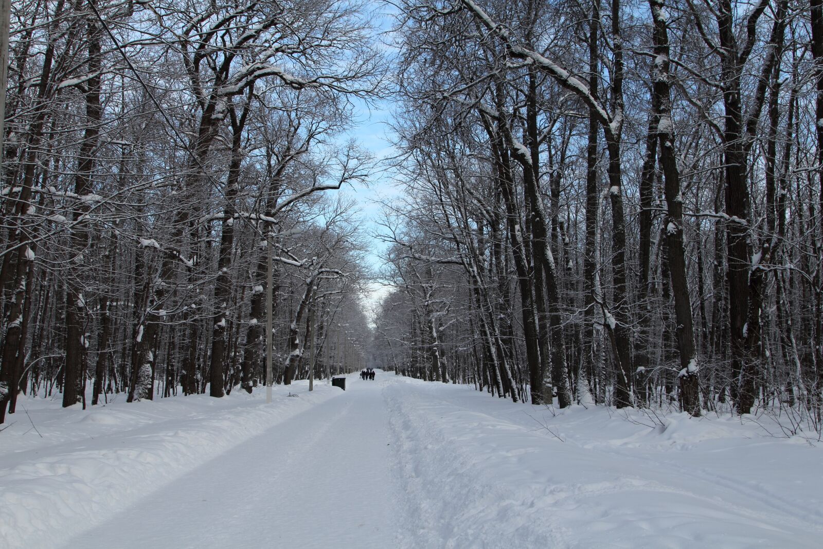 Canon EOS 60D + Canon EF 24-105mm F4L IS USM sample photo. Trees, winter, snow photography