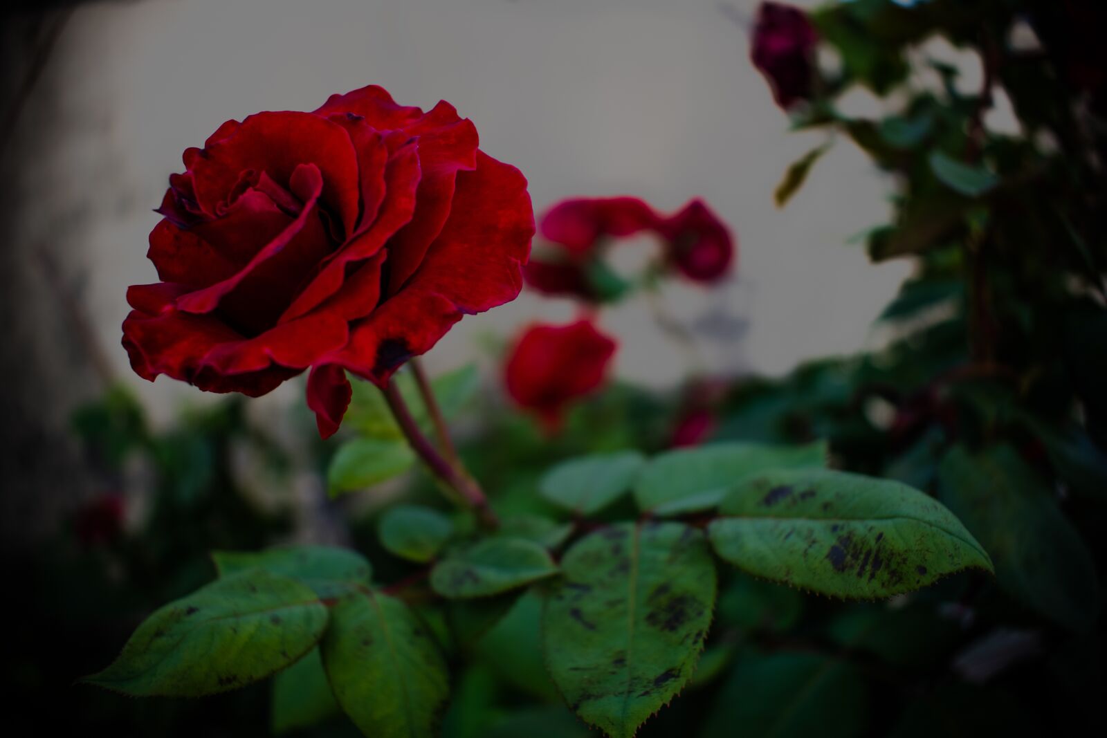Nikon D5600 sample photo. Rose, bea, love photography