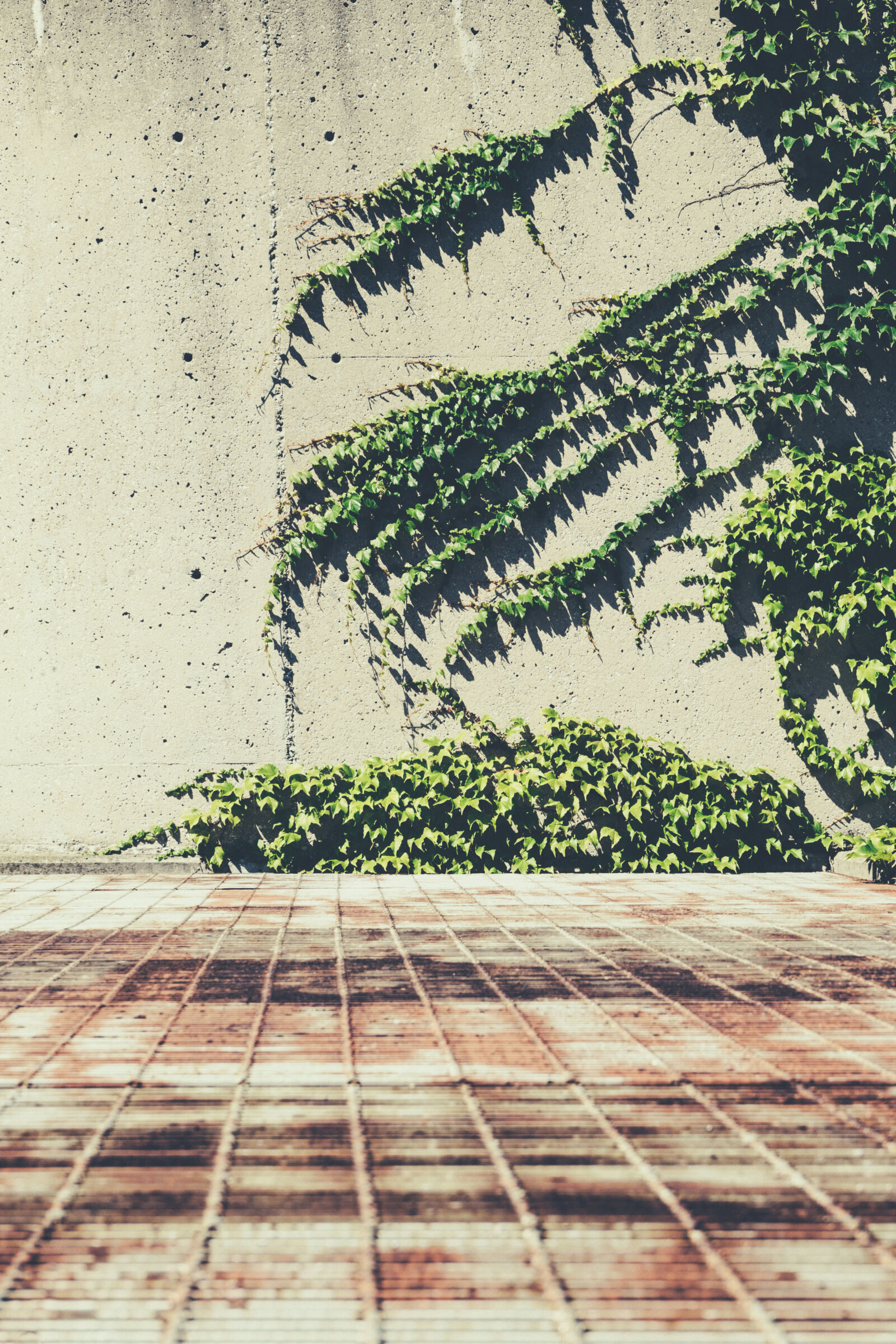 Sony a7 II + Sony FE 28-70mm F3.5-5.6 OSS sample photo. Concrete, ivy, metal, plant photography