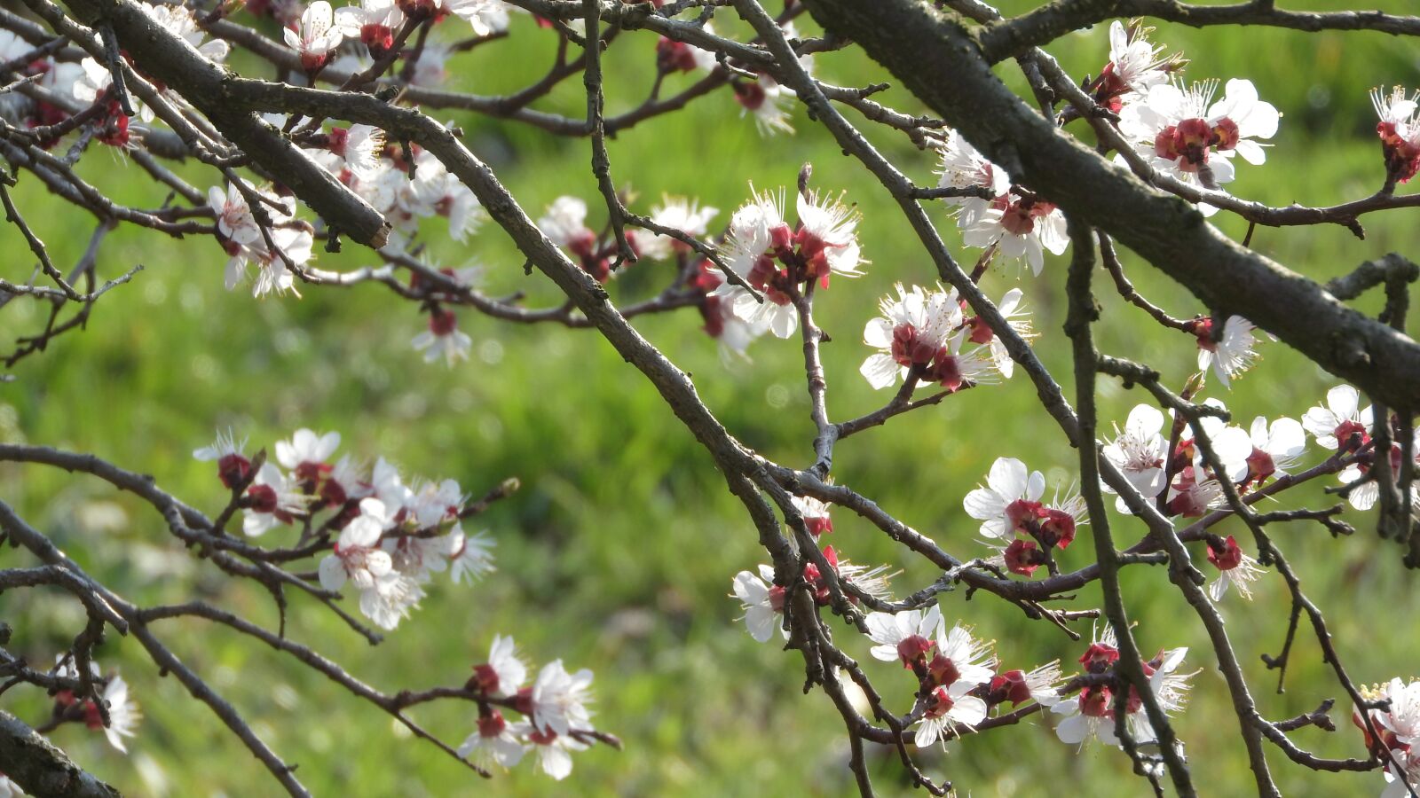 Nikon Coolpix P610 sample photo. Spring flowers, white flowers photography