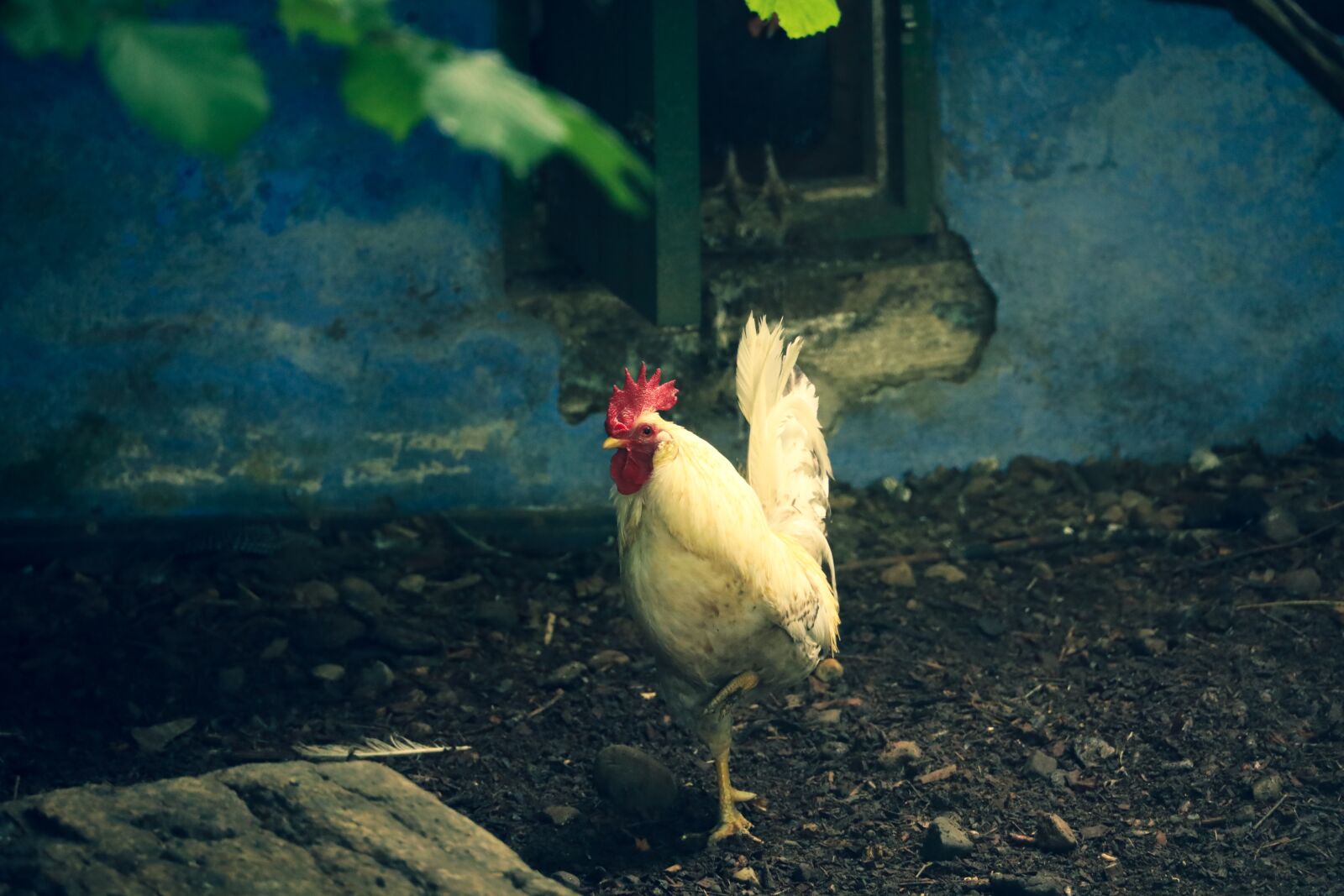 Canon RF 24-240mm F4-6.3 IS USM sample photo. Rooster, farm, chicken photography