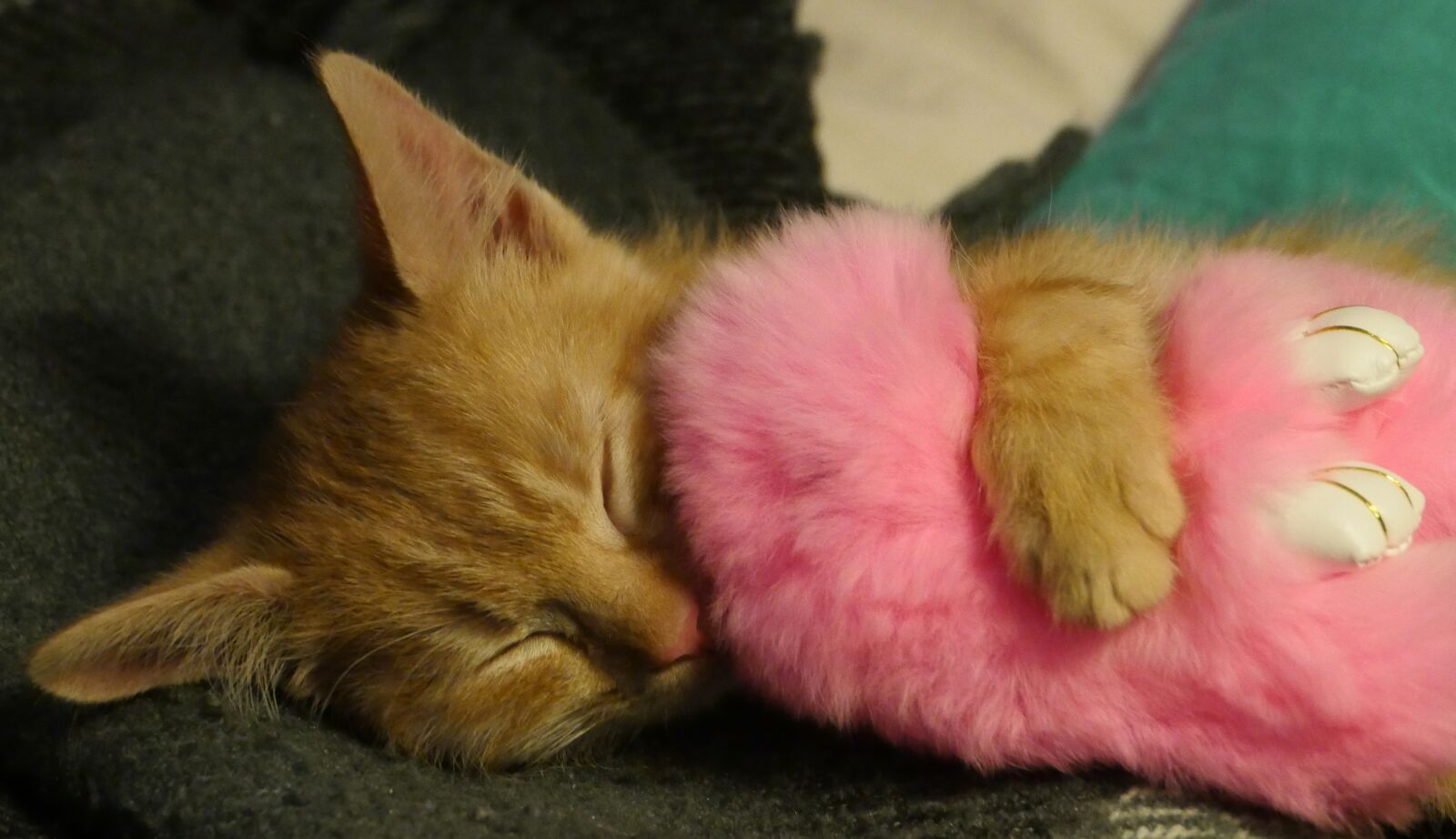 Panasonic Lumix DMC-GH4 sample photo. Cute, pet, cat photography