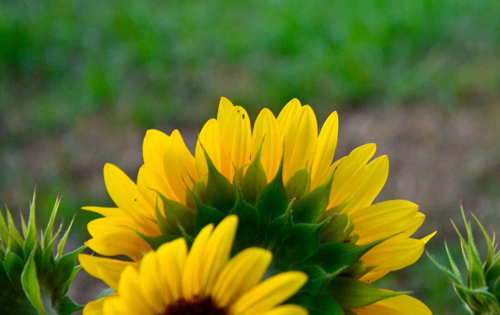 Nikon D5200 sample photo. Sunflowers, flowers, petals photography