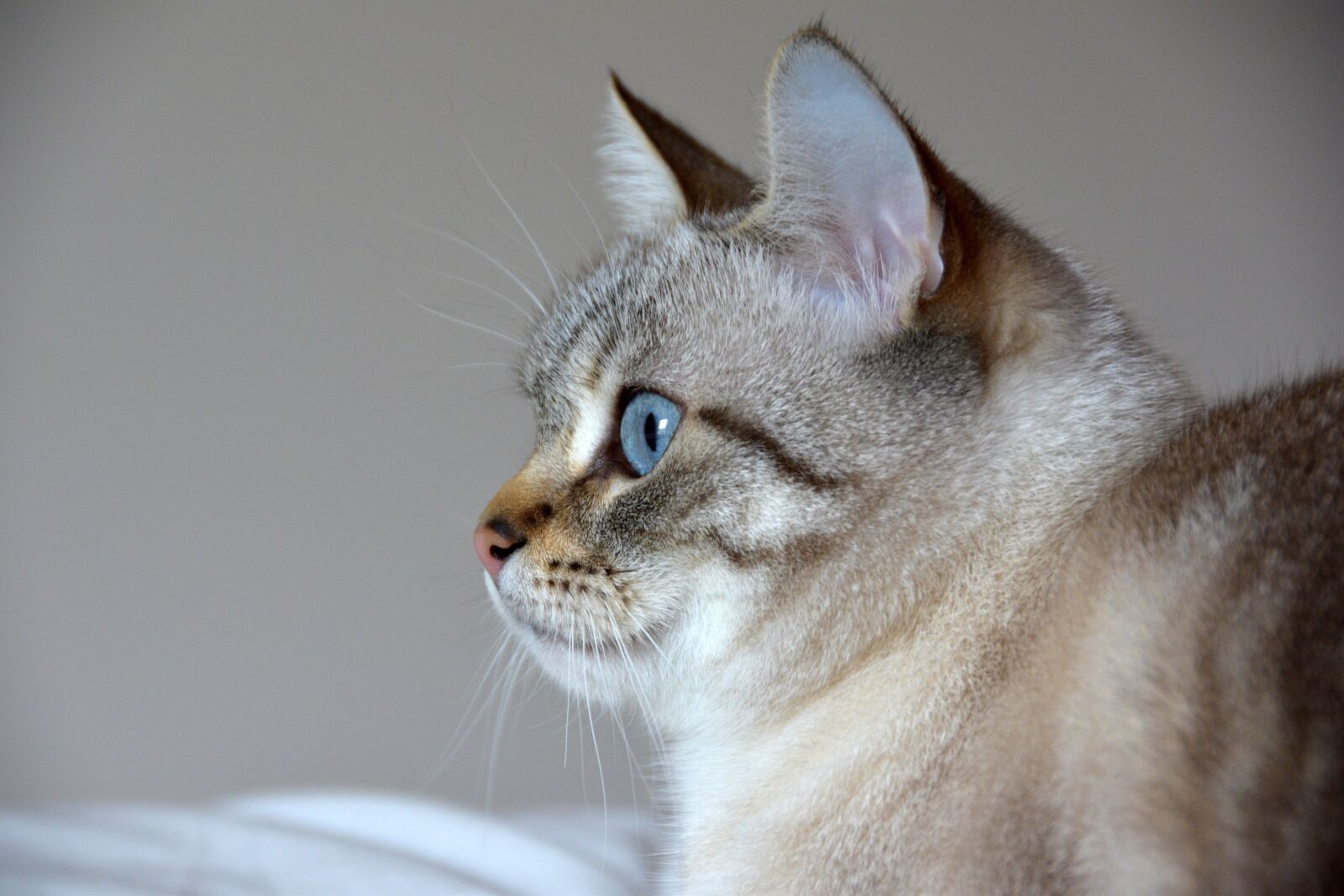 Nikon D5600 sample photo. Cat, blue eyes, feline photography