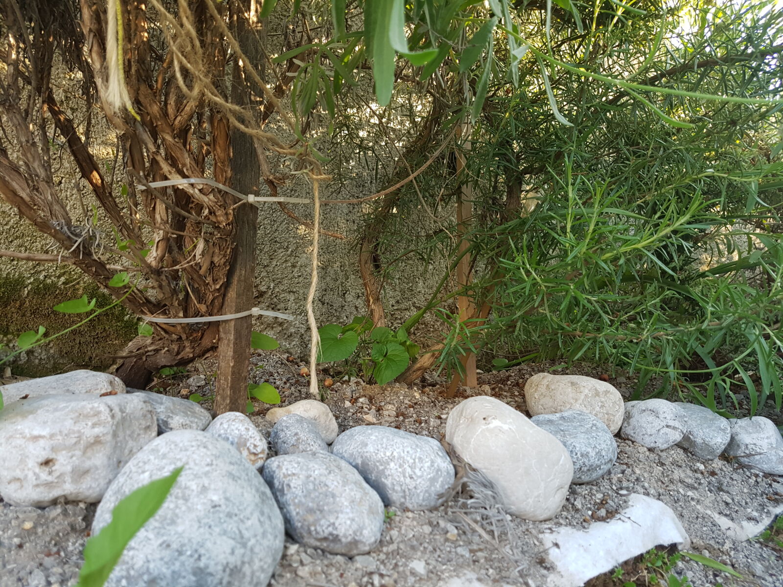 Samsung Galaxy S7 Edge sample photo. Mothernature, nature, plants, rocks photography