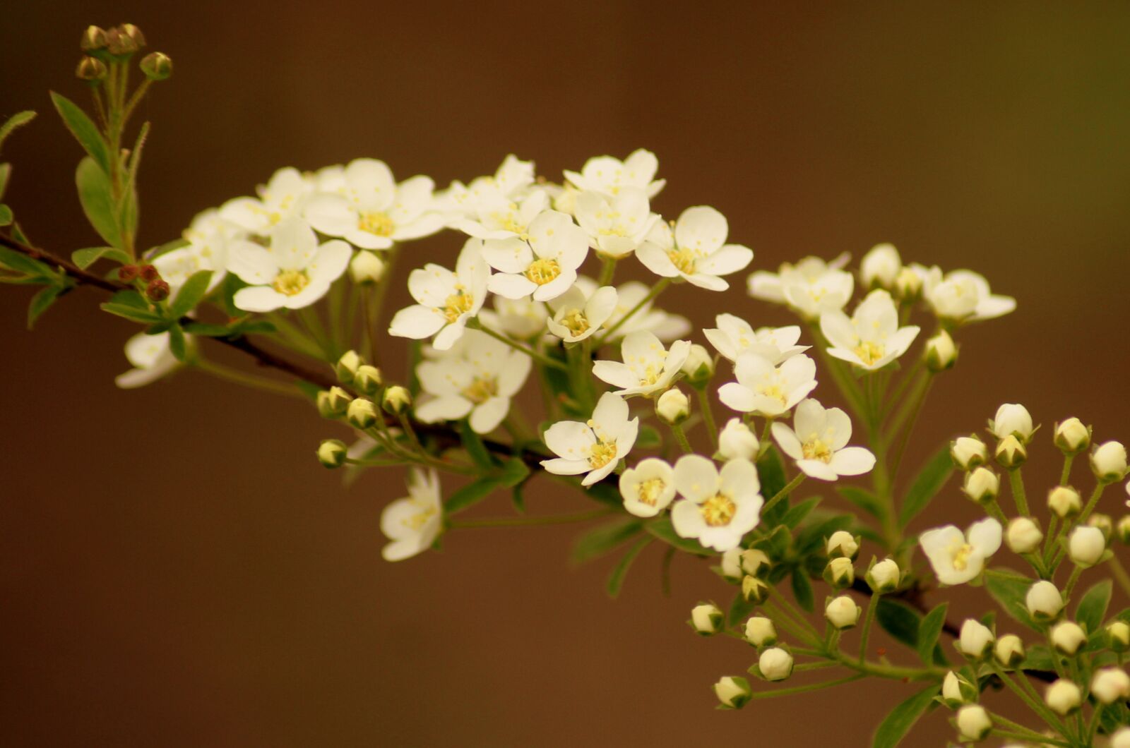 Canon EOS 1200D (EOS Rebel T5 / EOS Kiss X70 / EOS Hi) sample photo. White flowers, tawu a photography