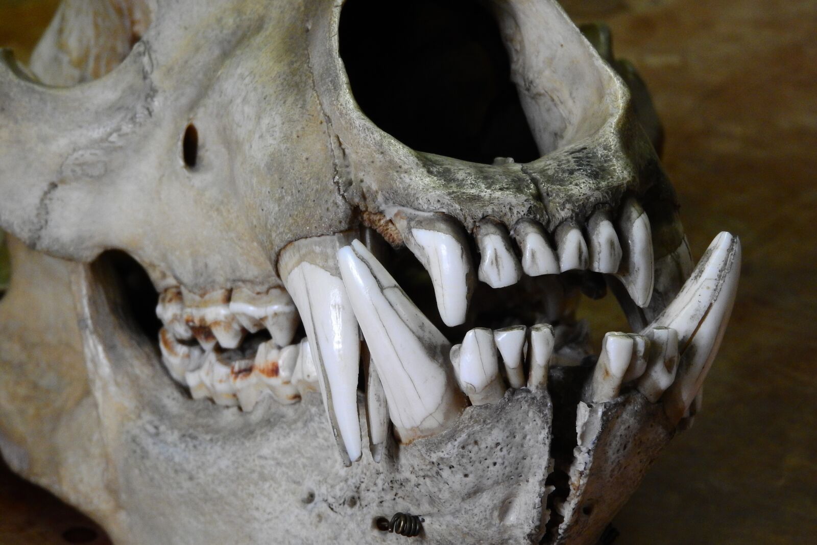 Nikon Coolpix P610 sample photo. Bear, ursus, skull photography