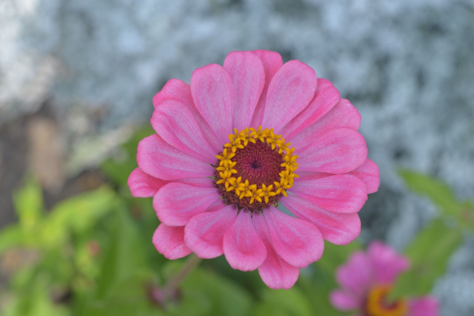 Nikon D7000 sample photo. Ostálka, zinnia, pink photography