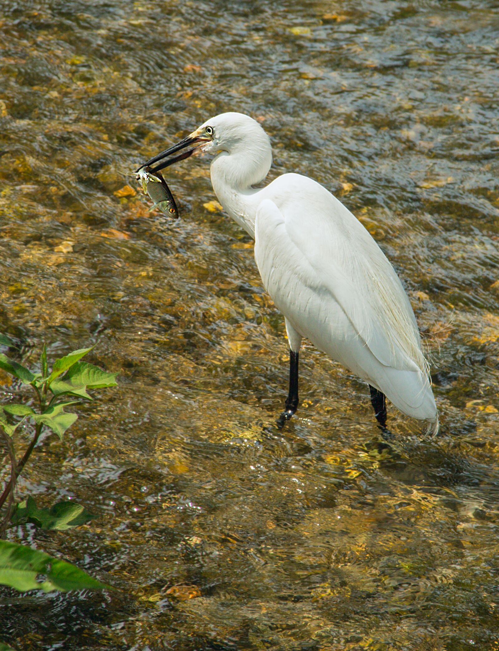 Canon EF 24-105mm F4L IS USM sample photo. Bird, egret, fish photography