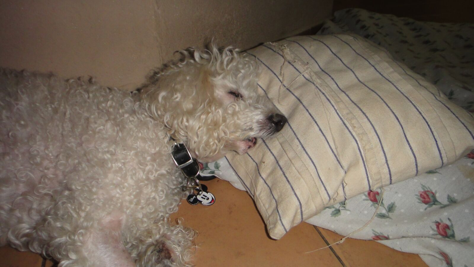 Sony DSC-TX7 sample photo. Perros, mascotas, durmiendo photography