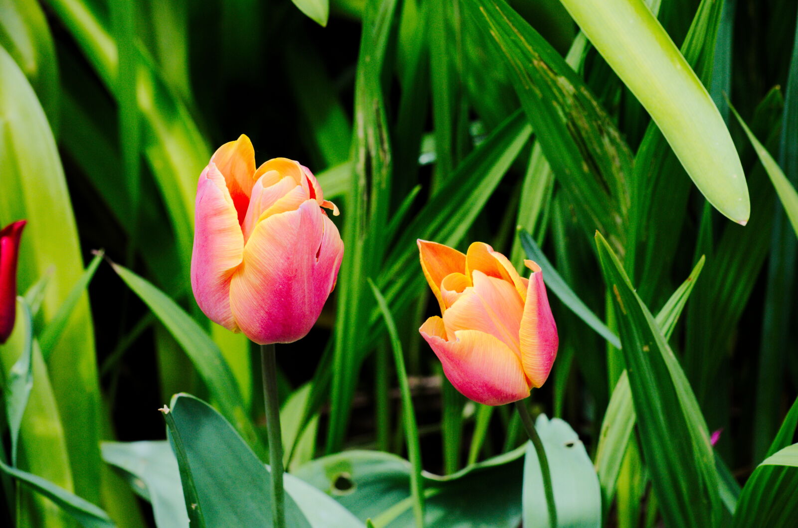 Nikon D5100 sample photo. Botanique, couleurs, fleurs, floraison photography