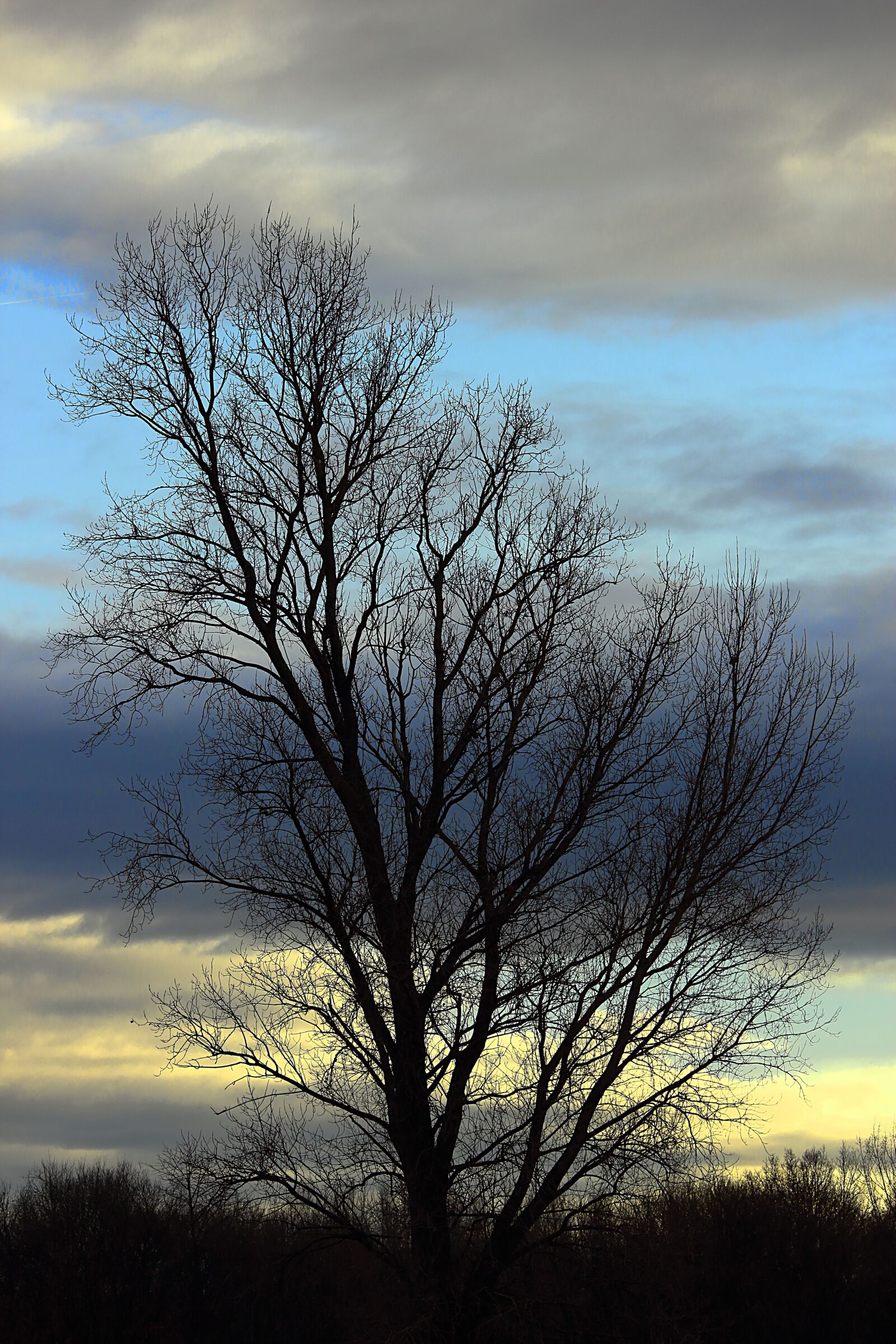 Canon EOS 700D (EOS Rebel T5i / EOS Kiss X7i) sample photo. Tree, sky, blue photography