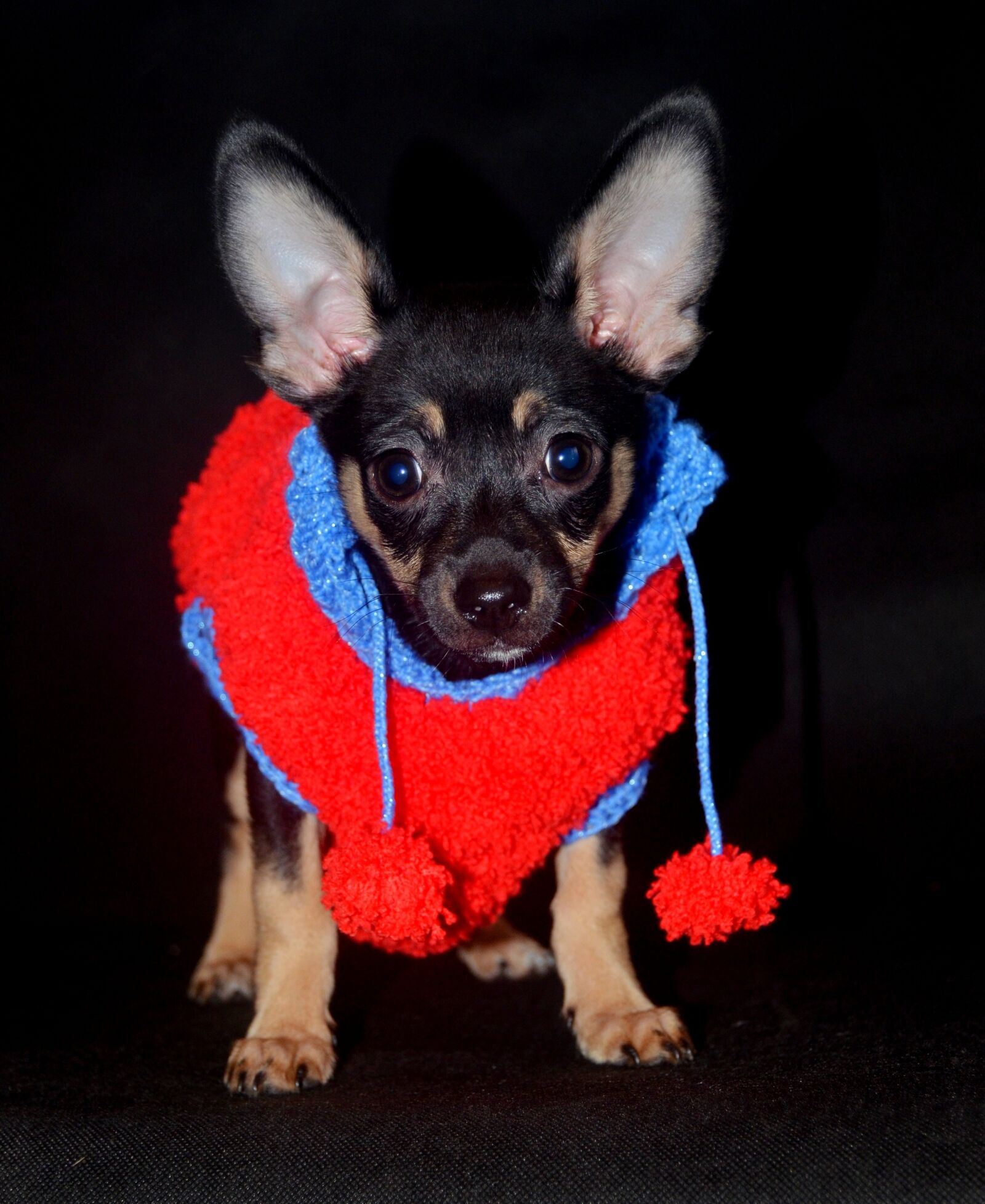 Nikon D7000 sample photo. Dog, home, animals photography