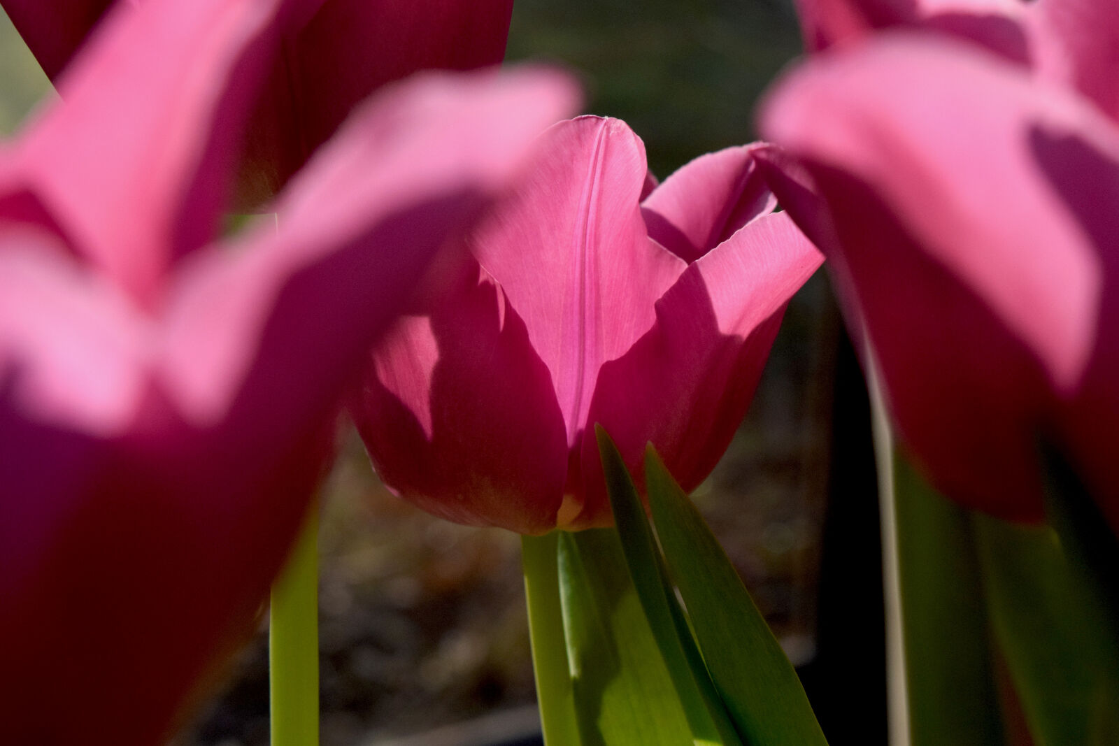Nikon D3300 sample photo. Night, spring, sun, tulip photography