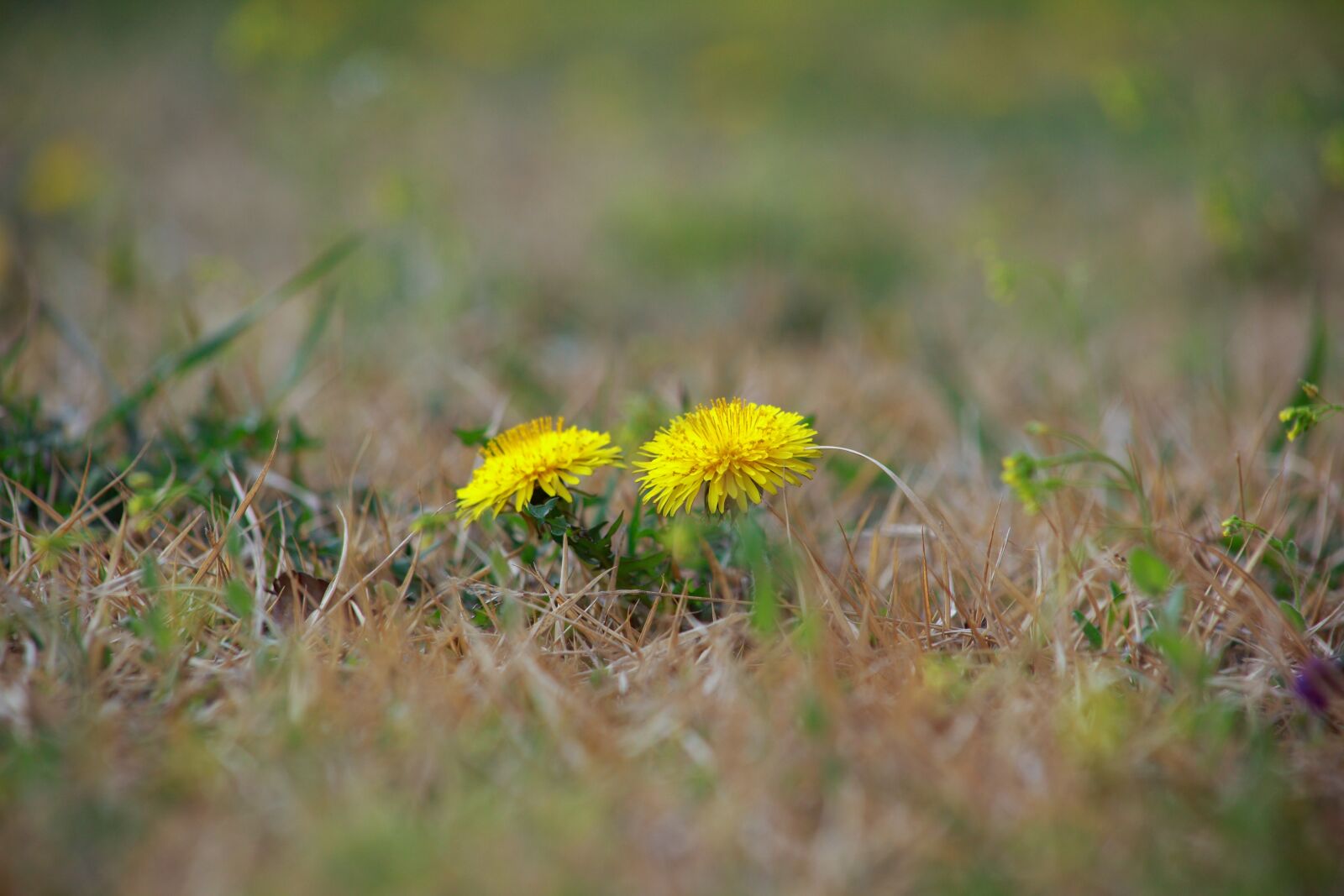 Canon EOS 5D Mark II sample photo. Nature, grass, s photography