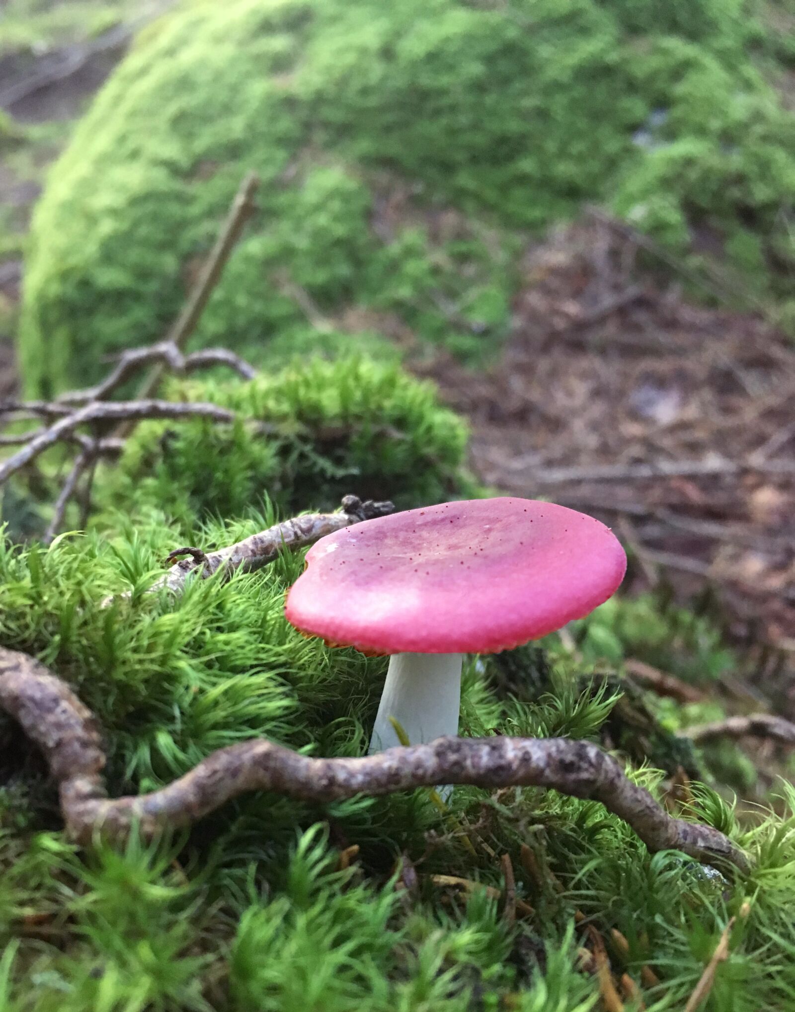 Apple iPhone SE sample photo. Mushroom, fly agaric, forest photography