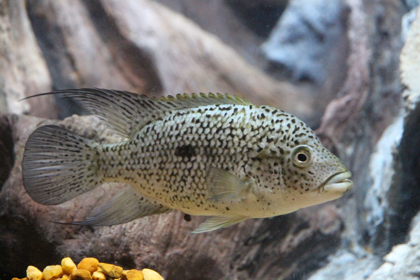 Canon EOS 650D (EOS Rebel T4i / EOS Kiss X6i) sample photo. Parrot diamond, fish, herichthys photography