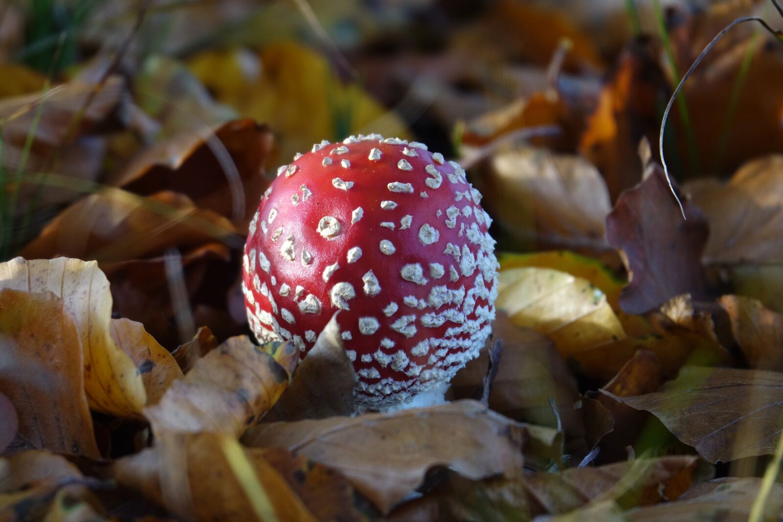 Sony Cyber-shot DSC-RX10 III sample photo. Mushrooms, mushroom, fly agaric photography