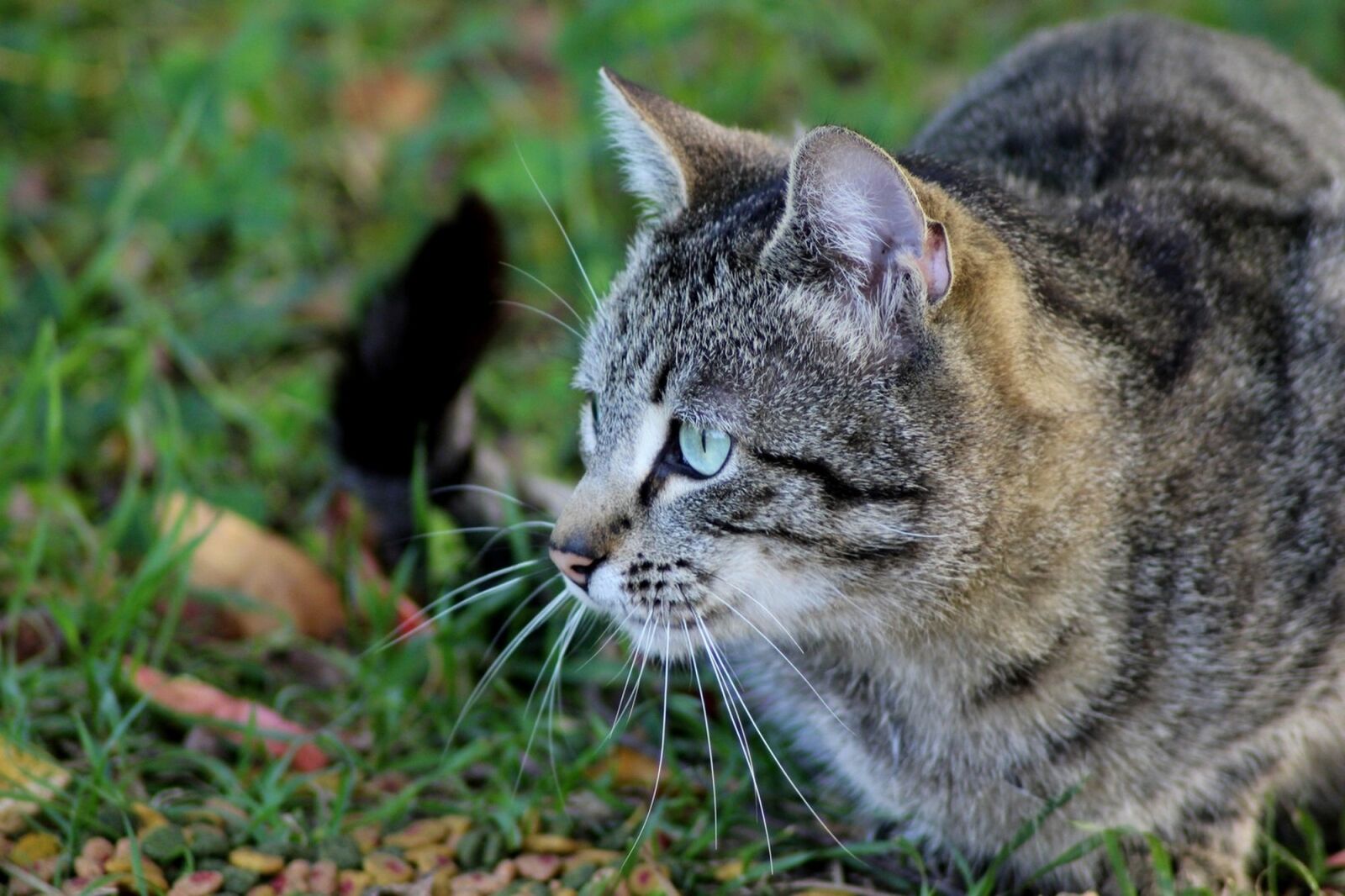 Canon EOS 600D (Rebel EOS T3i / EOS Kiss X5) sample photo. Animal, cat eyes, cat photography