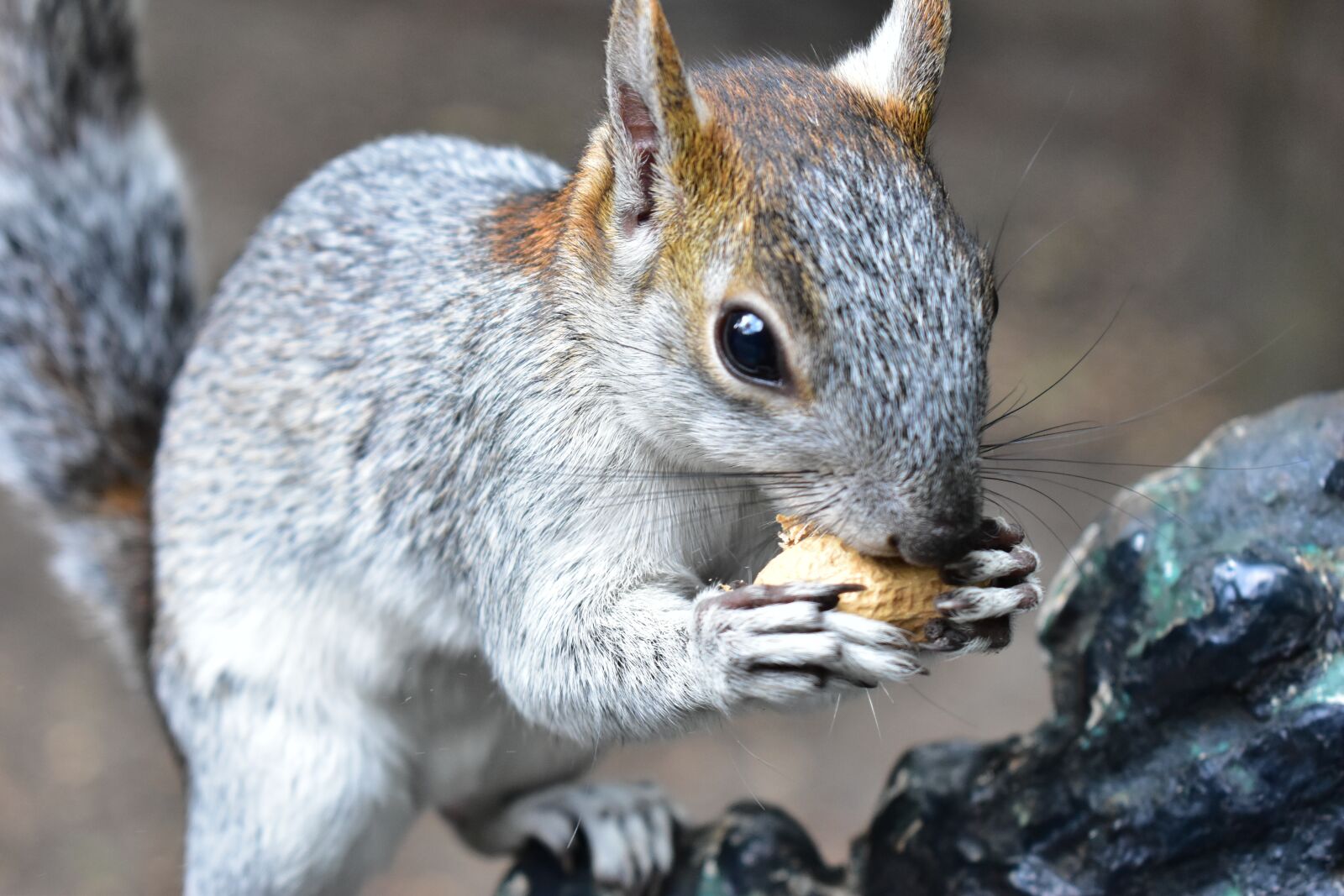 Nikon D5600 sample photo. Squirrel, animal, rodent photography