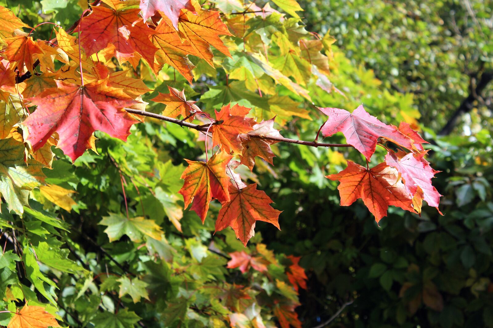 Canon EOS 1200D (EOS Rebel T5 / EOS Kiss X70 / EOS Hi) sample photo. Clone, foliage, autumn leaves photography