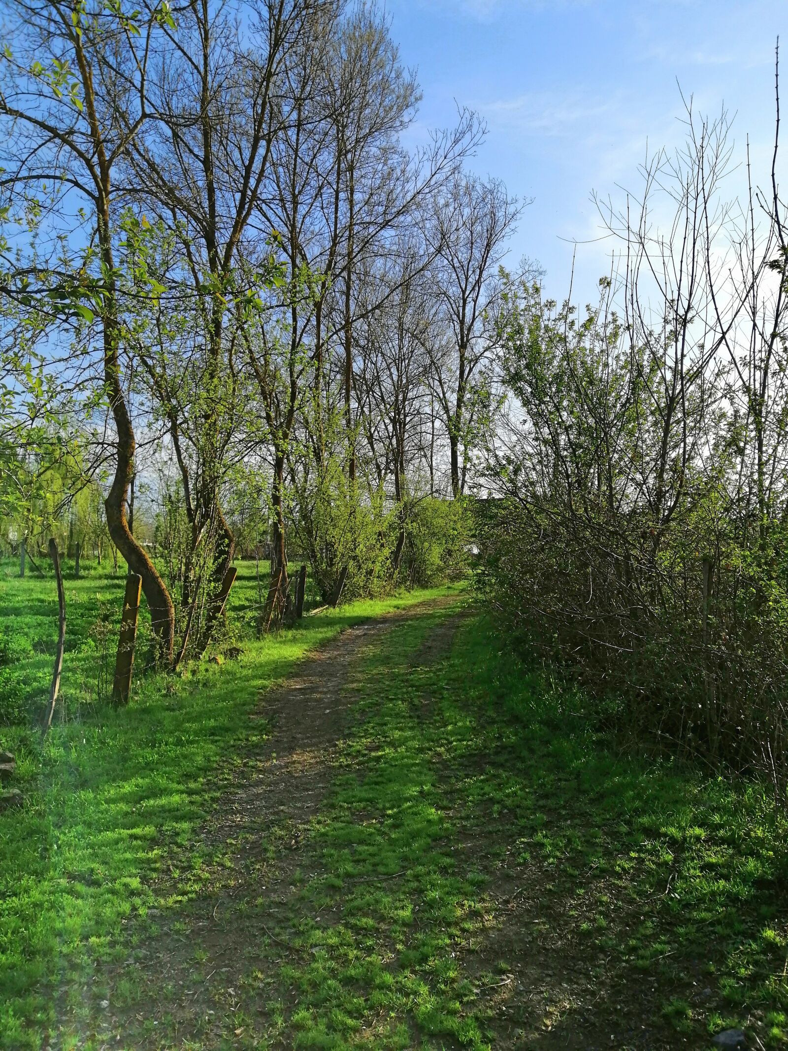 HUAWEI SNE-LX1 sample photo. Landscape, road, trees photography