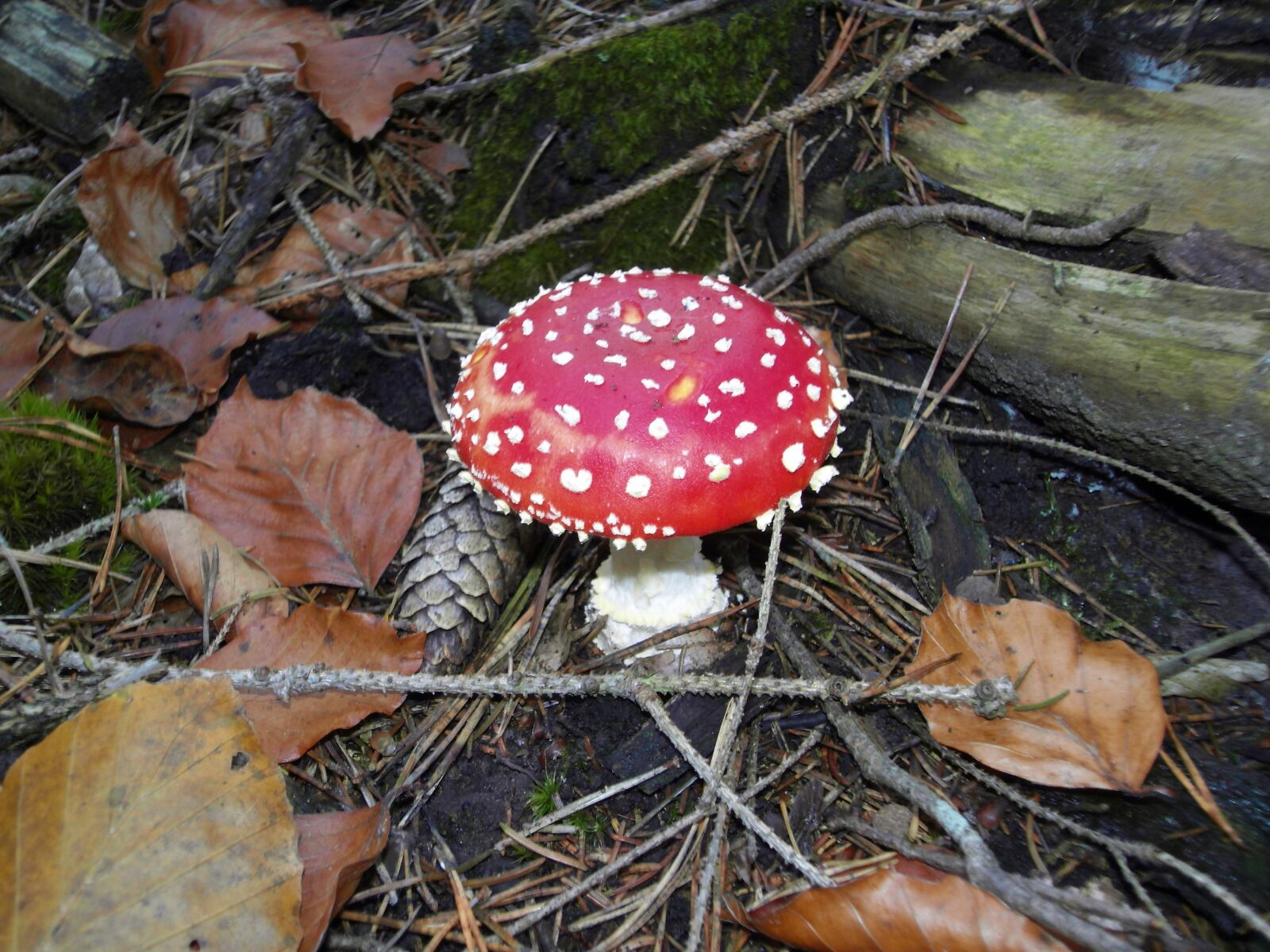 Samsung NV24HD, VLUU NV24HD, LANDIAO NV106HD sample photo. Fly agaric, nature, forest photography