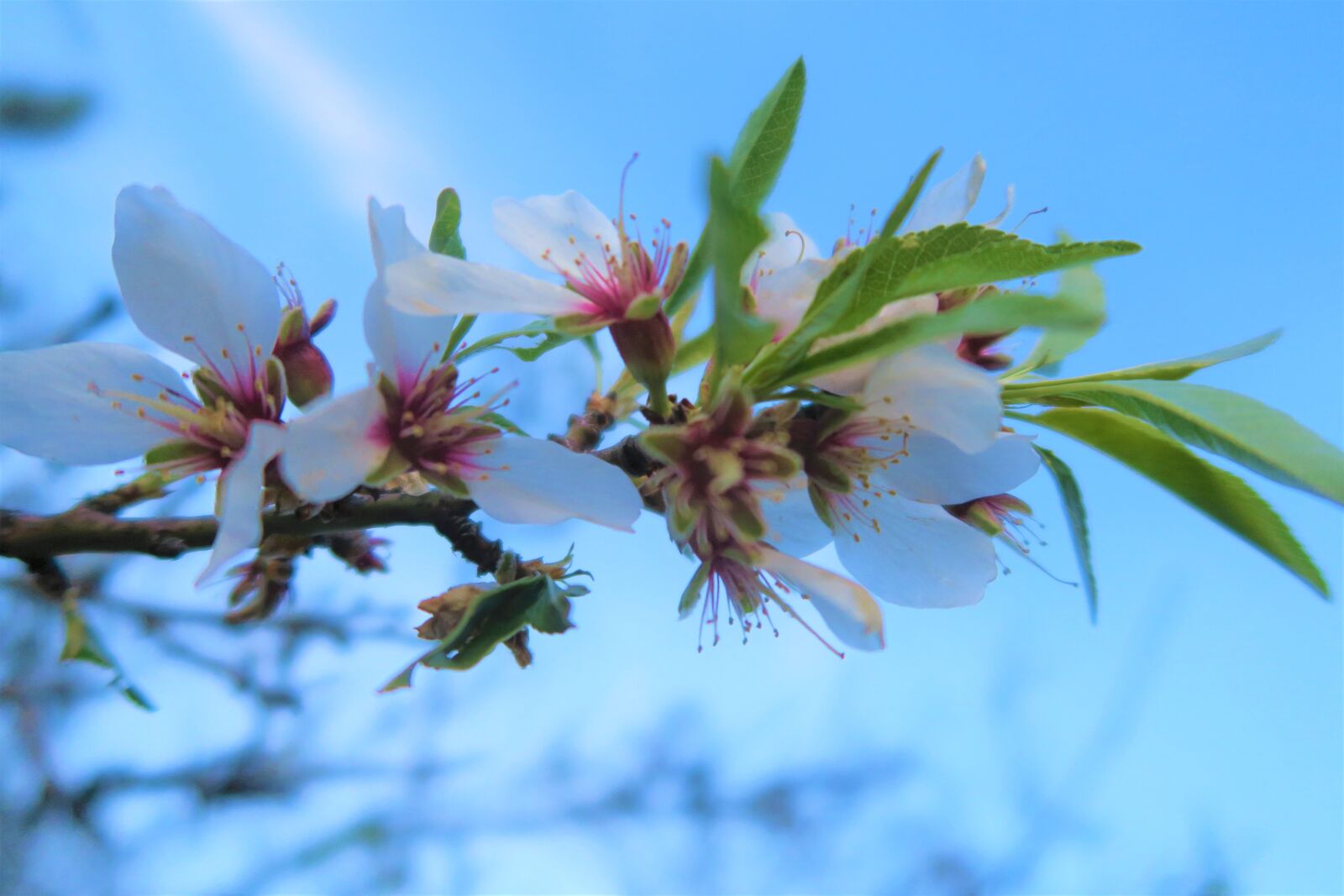 Canon PowerShot G7 X sample photo. Flower, nature, plant photography