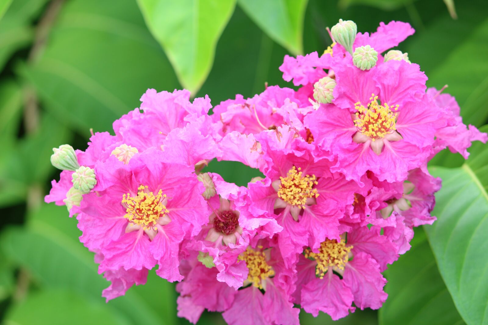 Canon EOS 1200D (EOS Rebel T5 / EOS Kiss X70 / EOS Hi) sample photo. Garden, flowers, pink photography