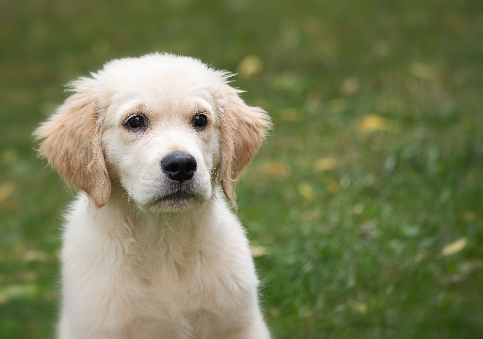Canon EF 70-300mm F4-5.6 IS USM sample photo. Dog, animal, puppy photography