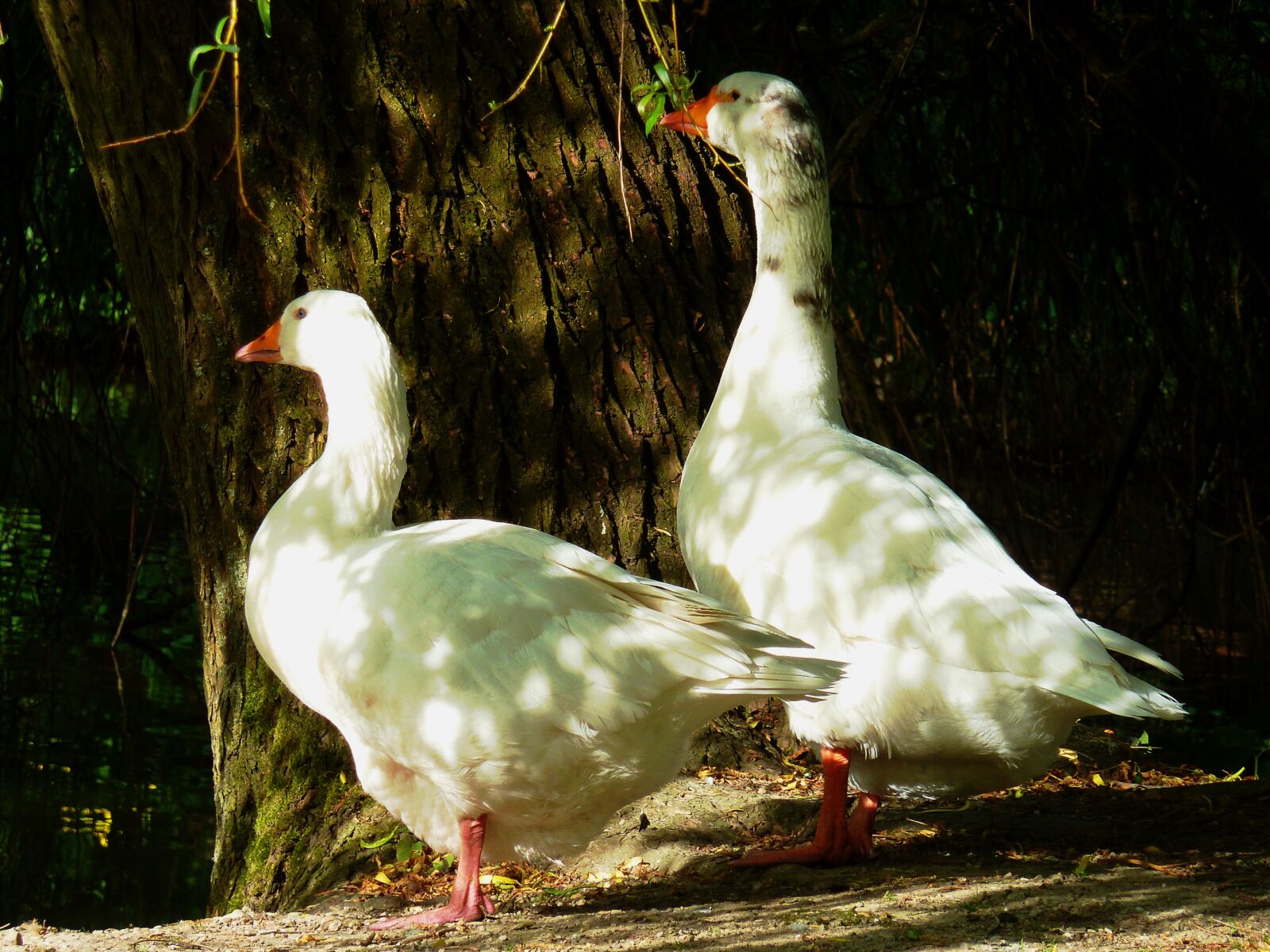 Panasonic DMC-TZ7 sample photo. Goose, duck bird, goose photography