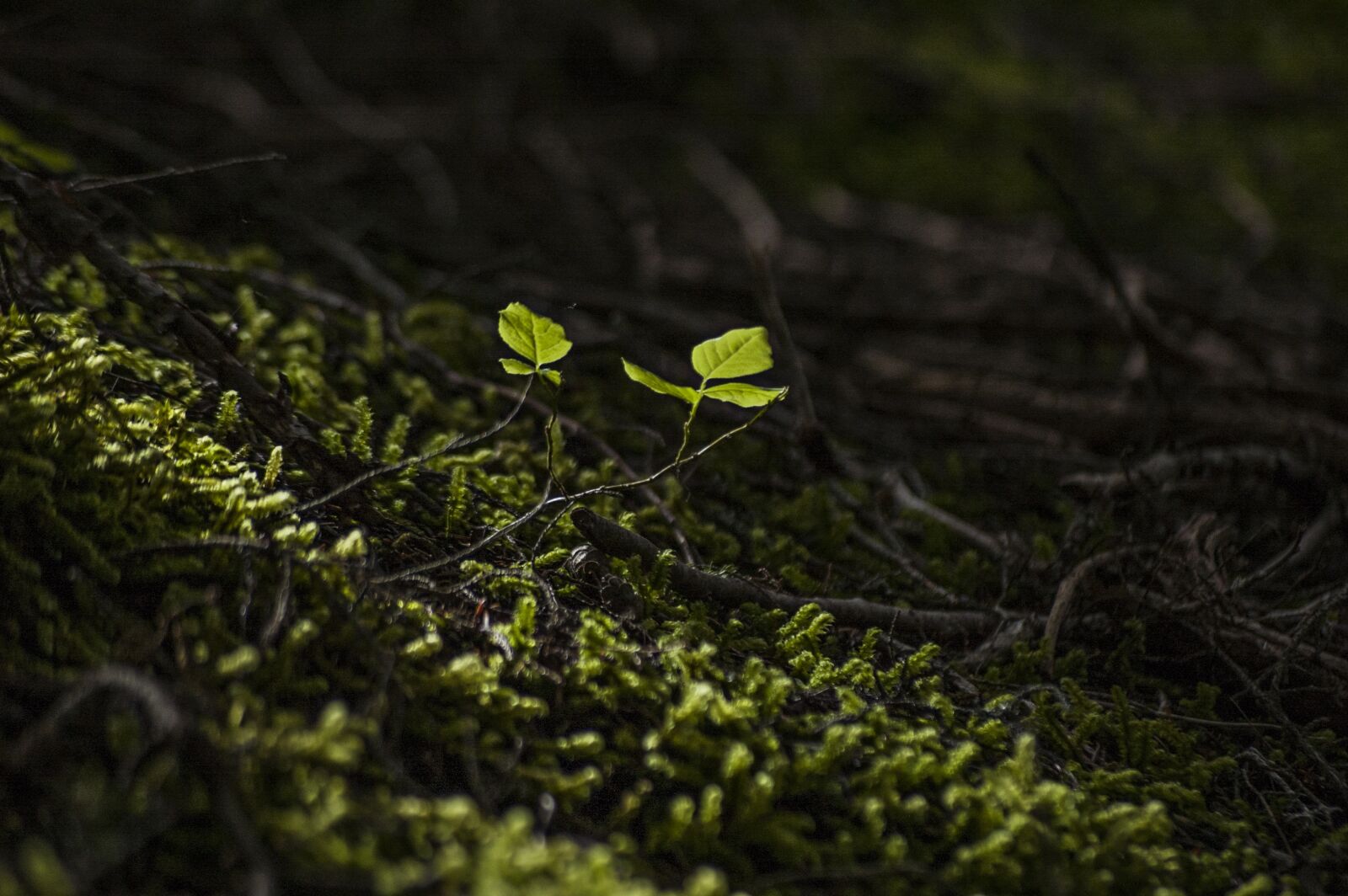 Nikon D50 sample photo. Forest, new, leaf photography