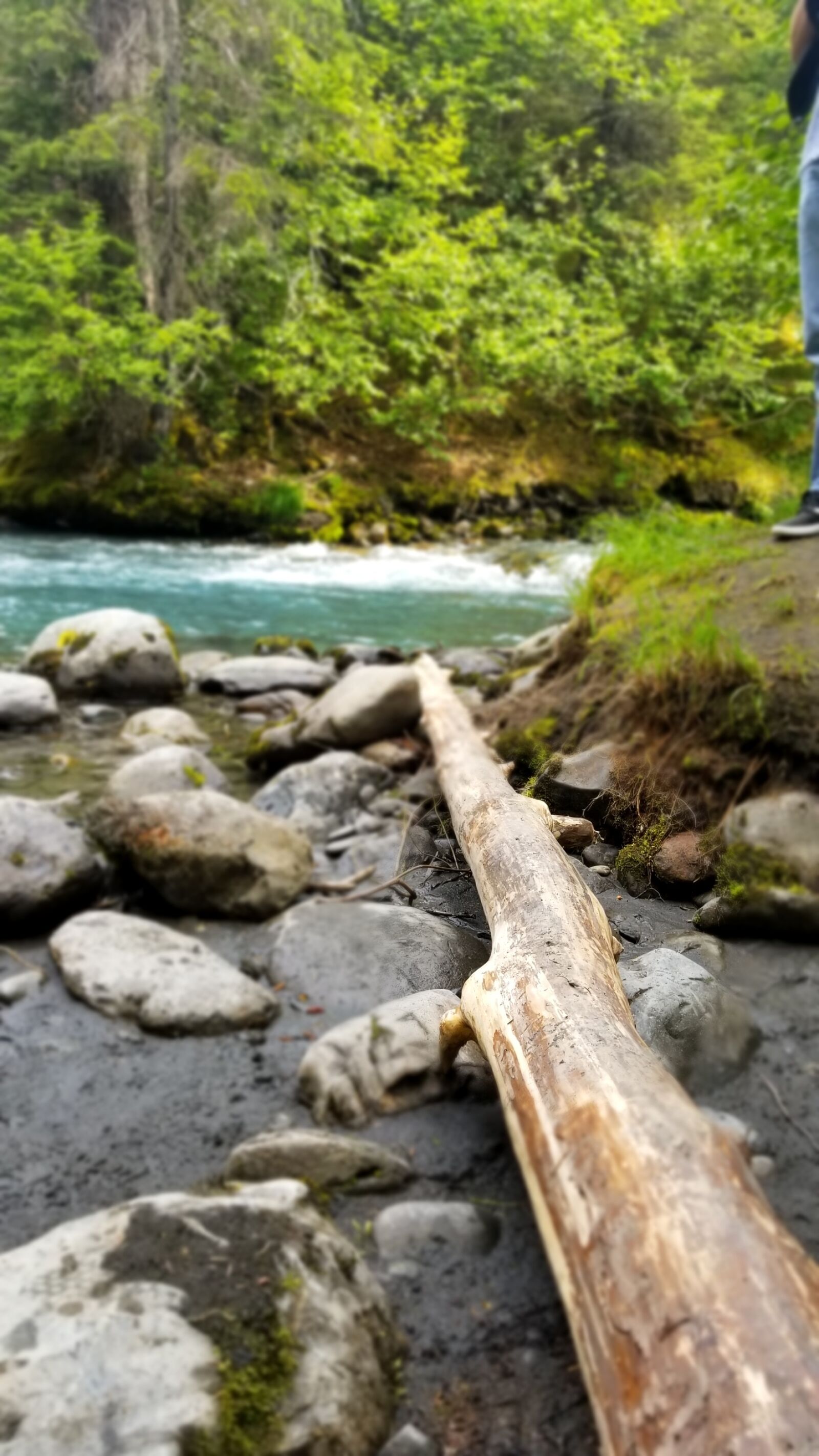 Samsung Galaxy S8 sample photo. Alaska, fallen, tree, landscape photography